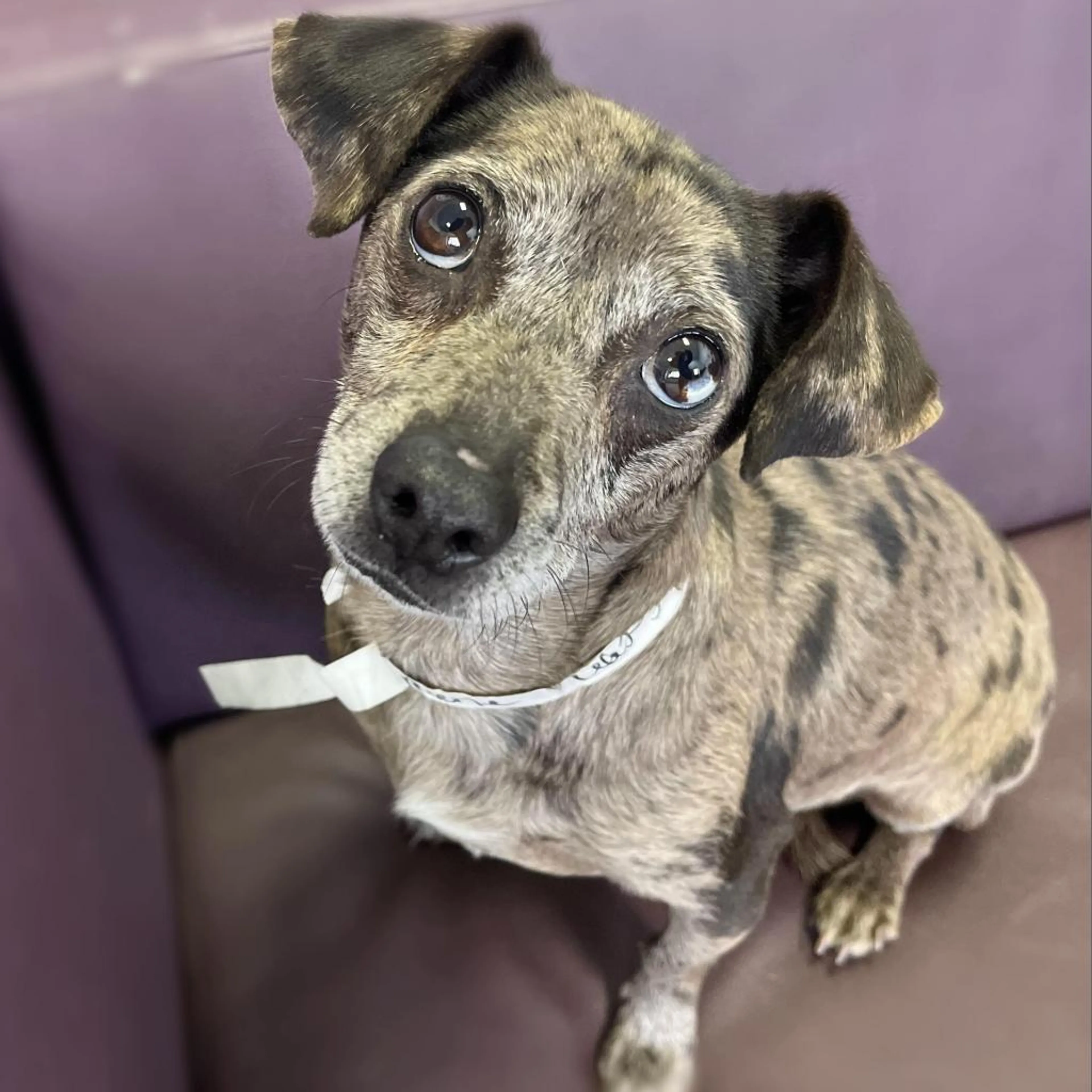 cdn image