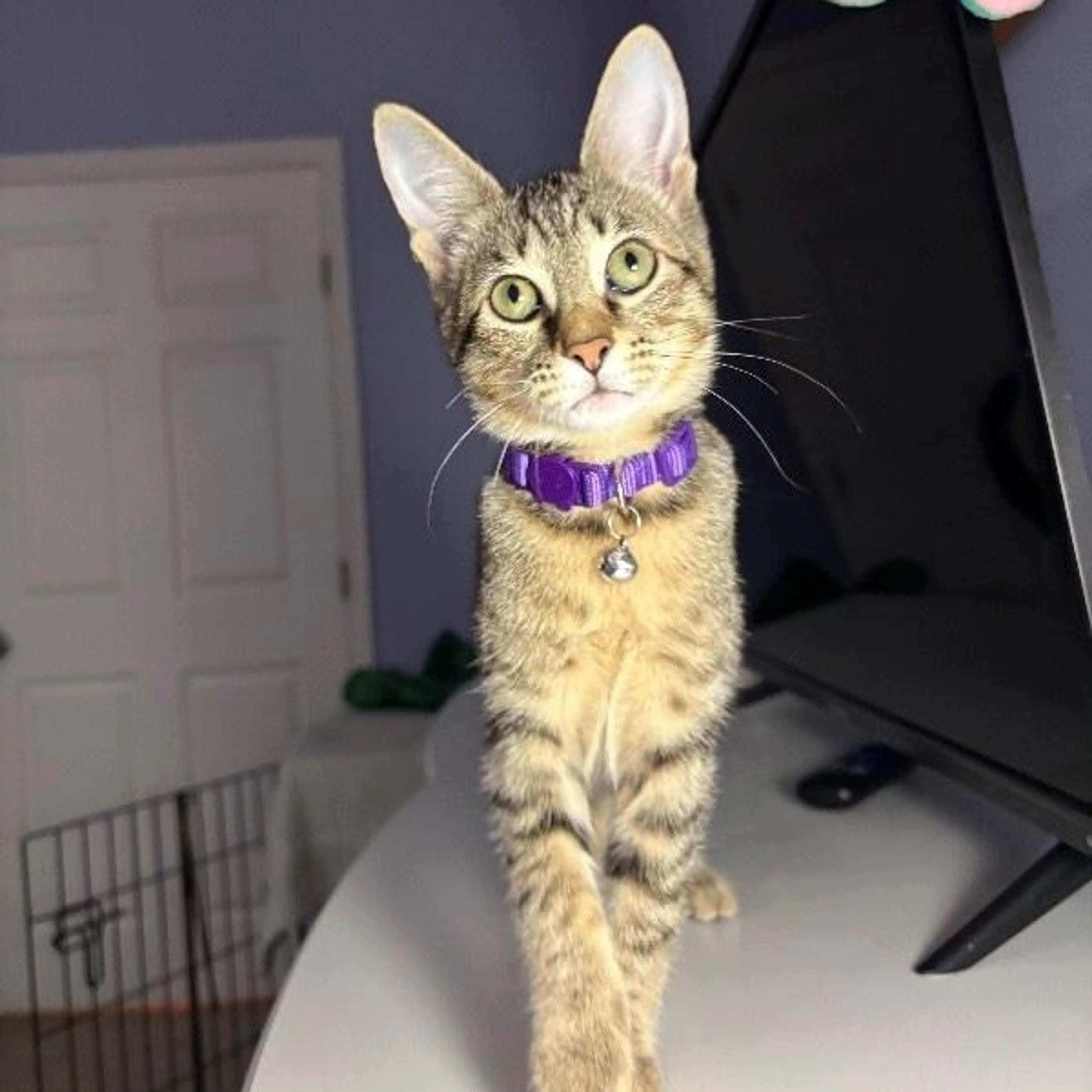 cdn image