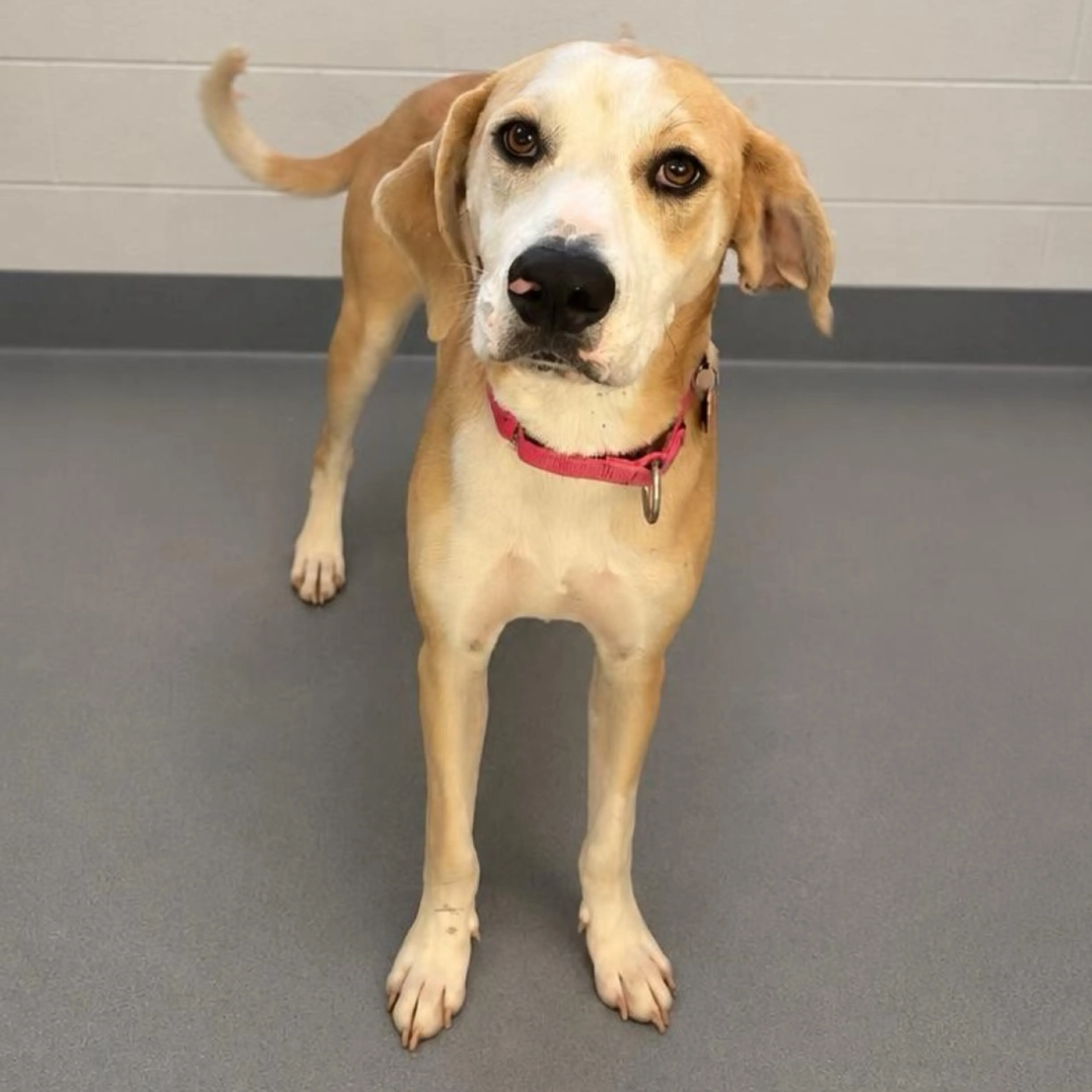 cdn image