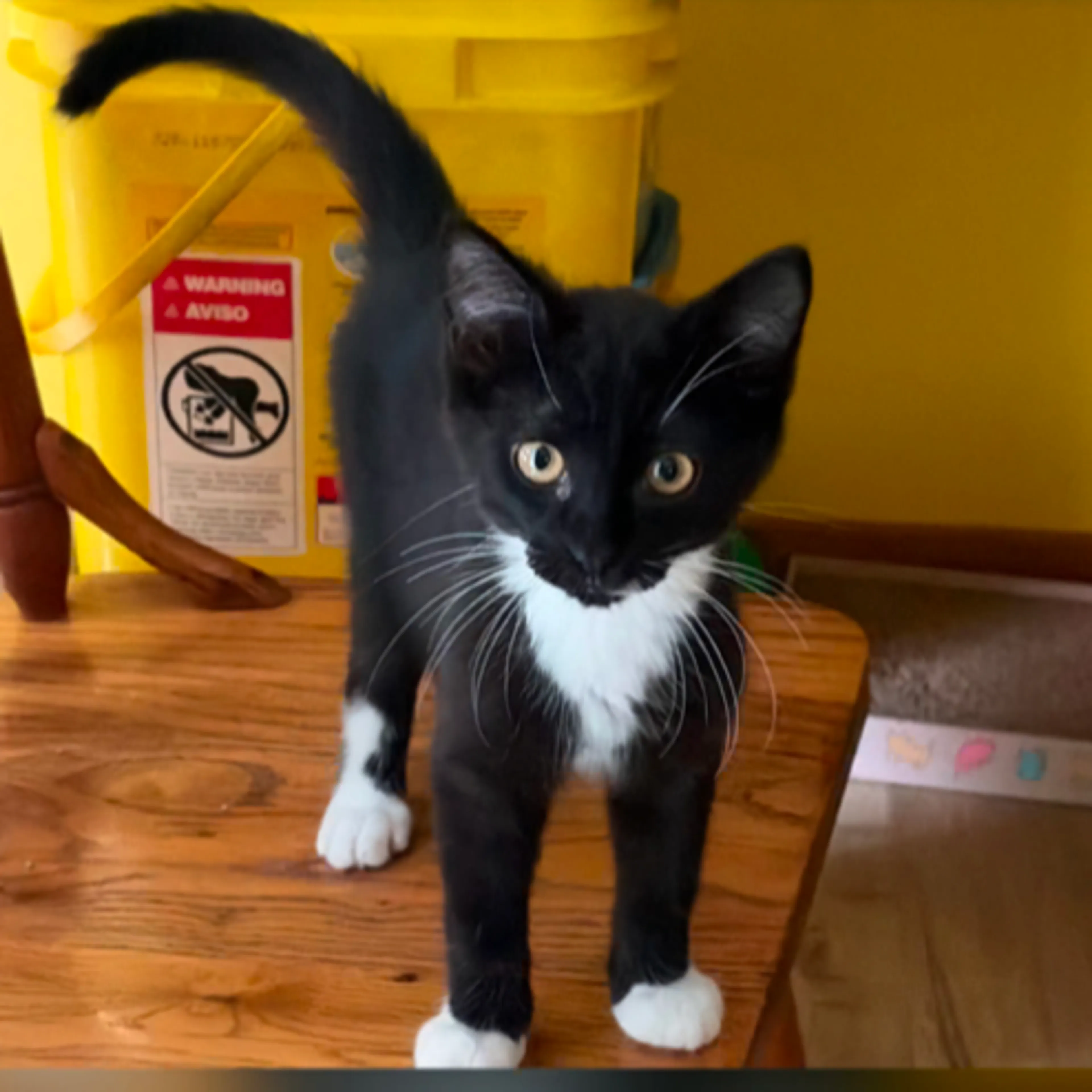 cdn image