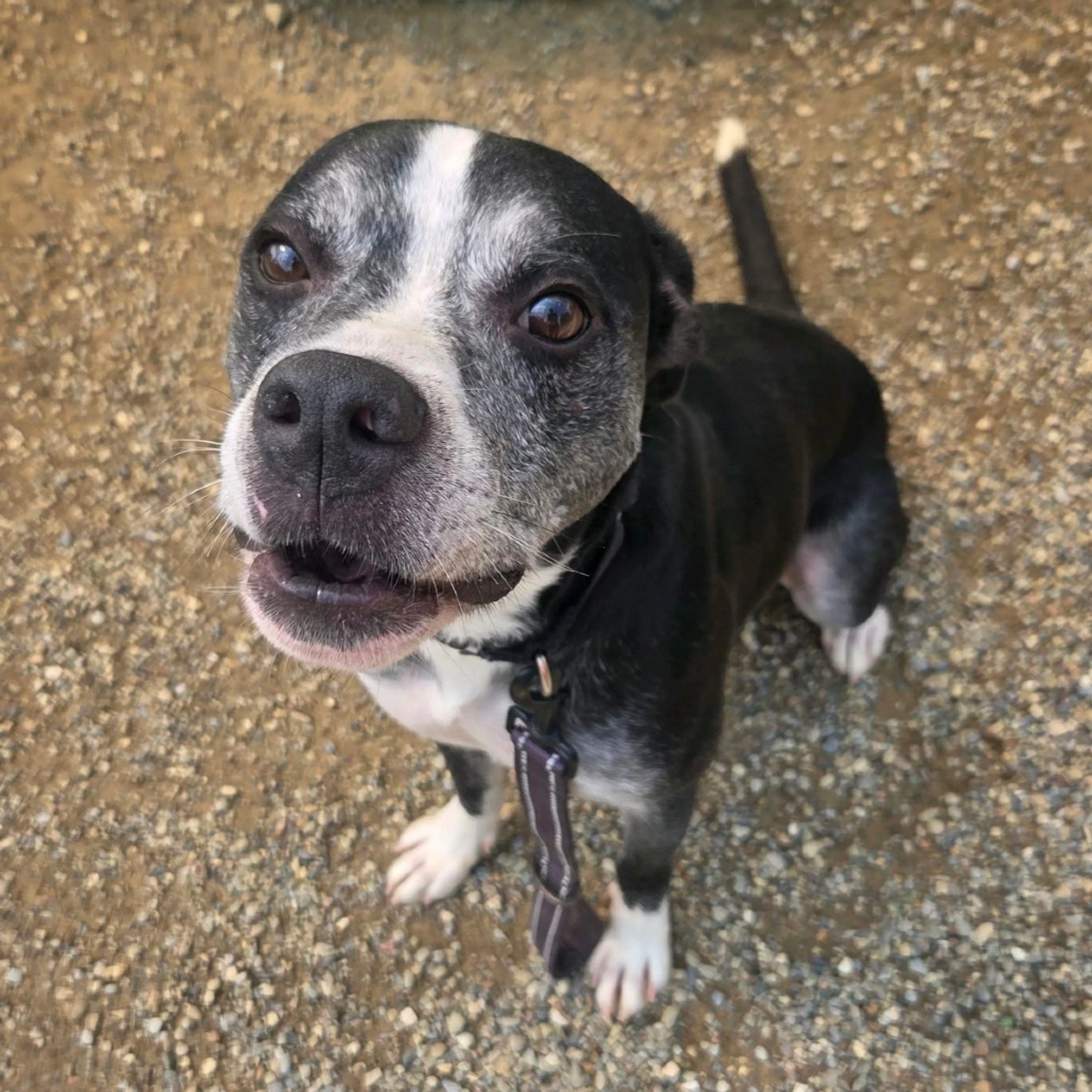 cdn image