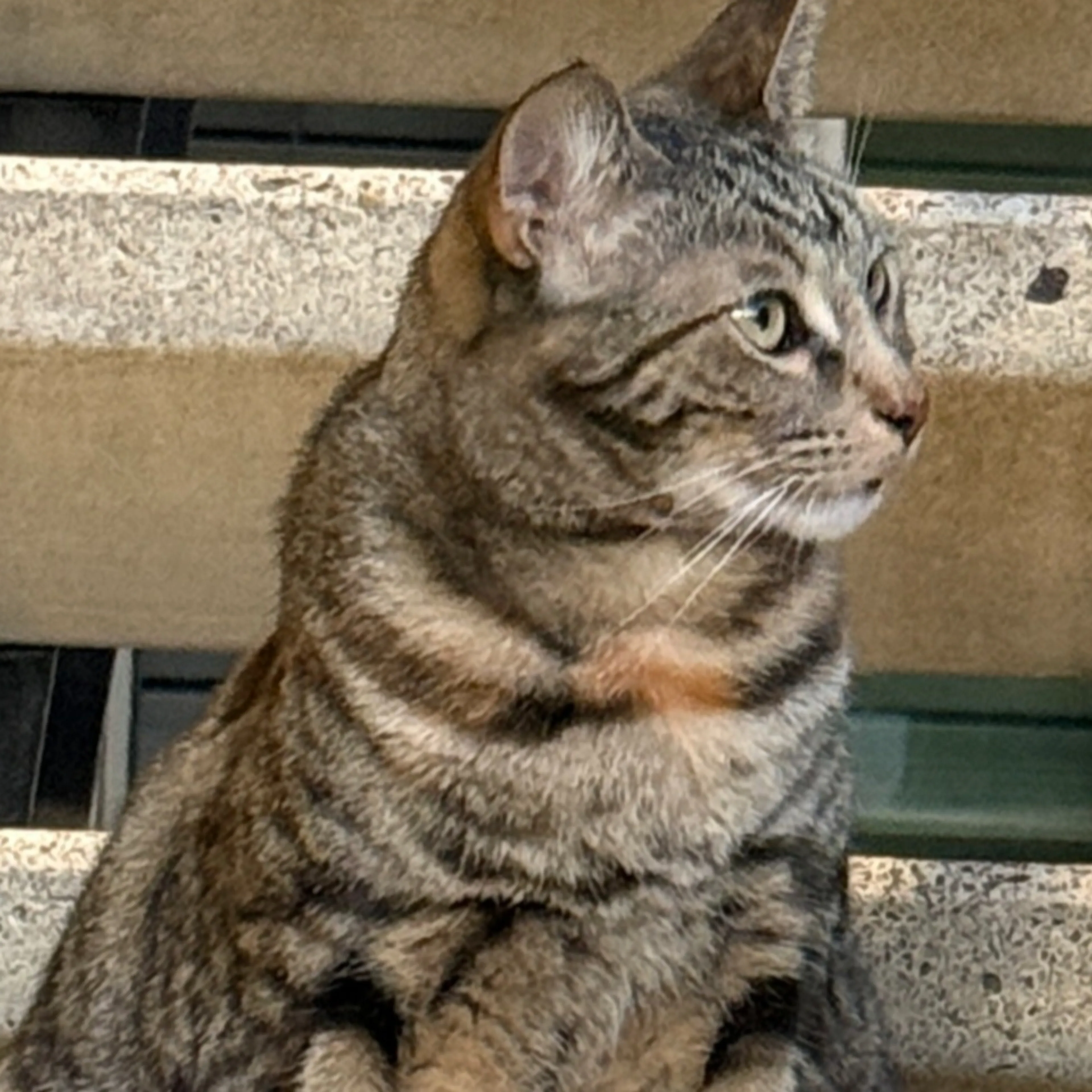 cdn image