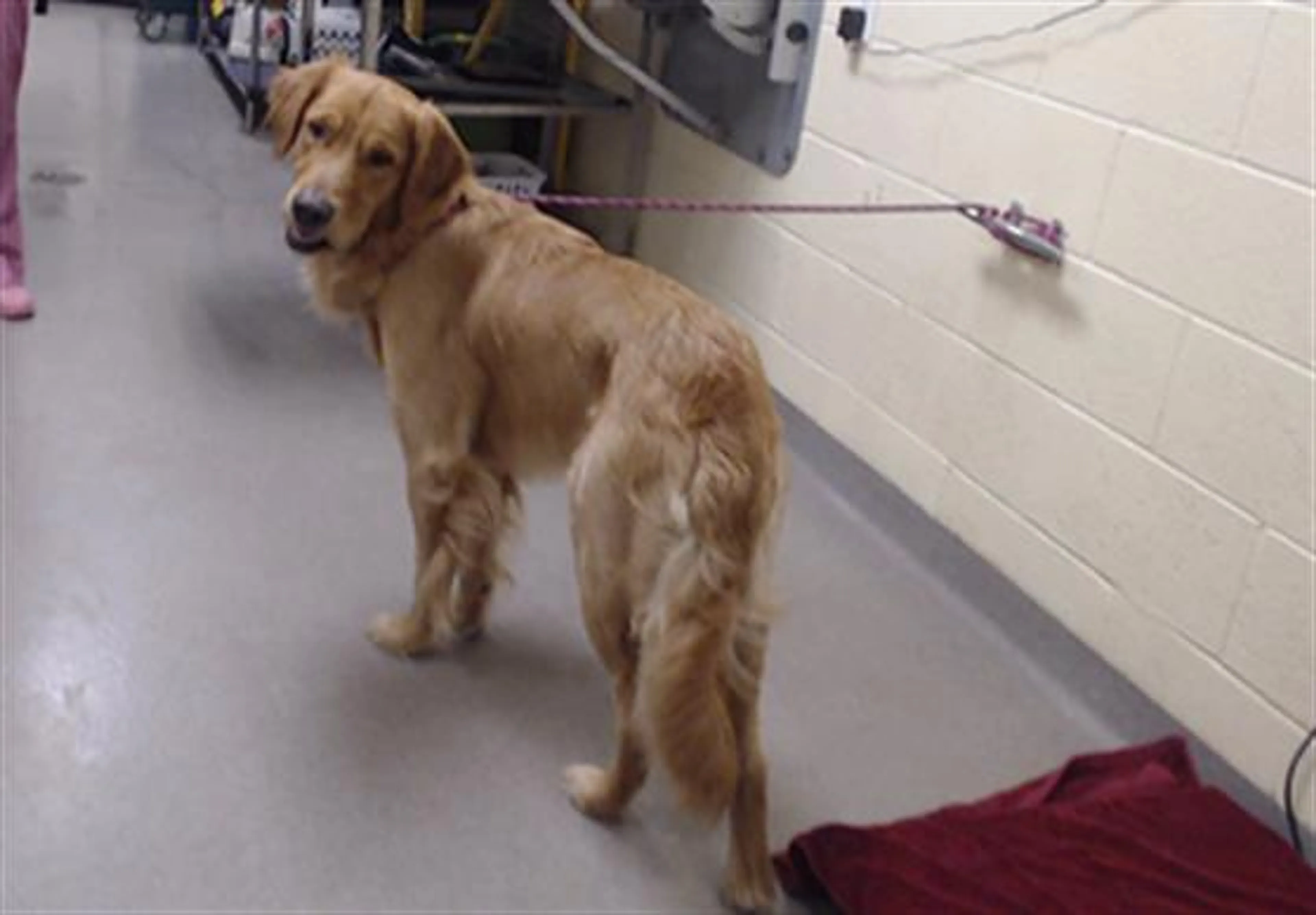 cdn image