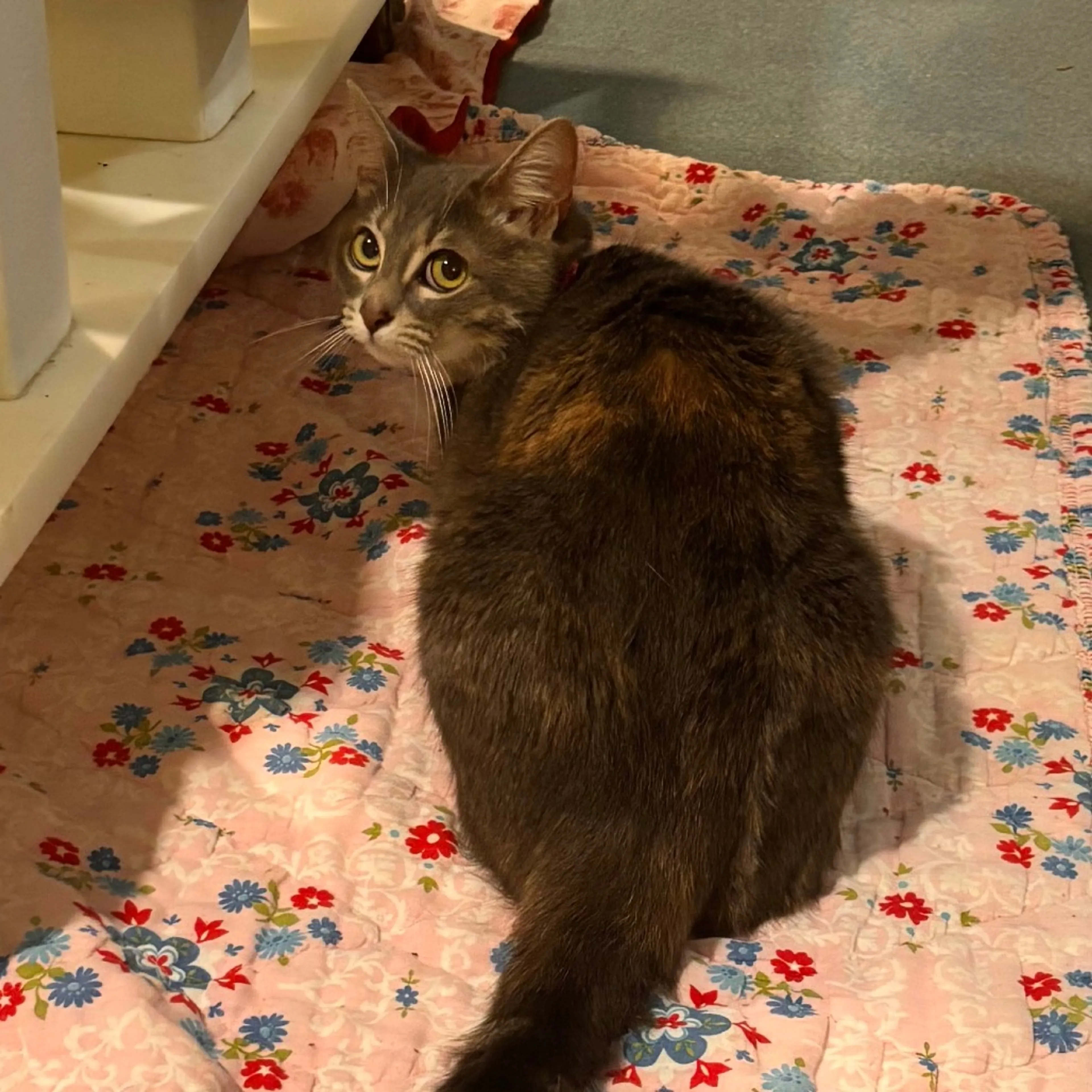 cdn image