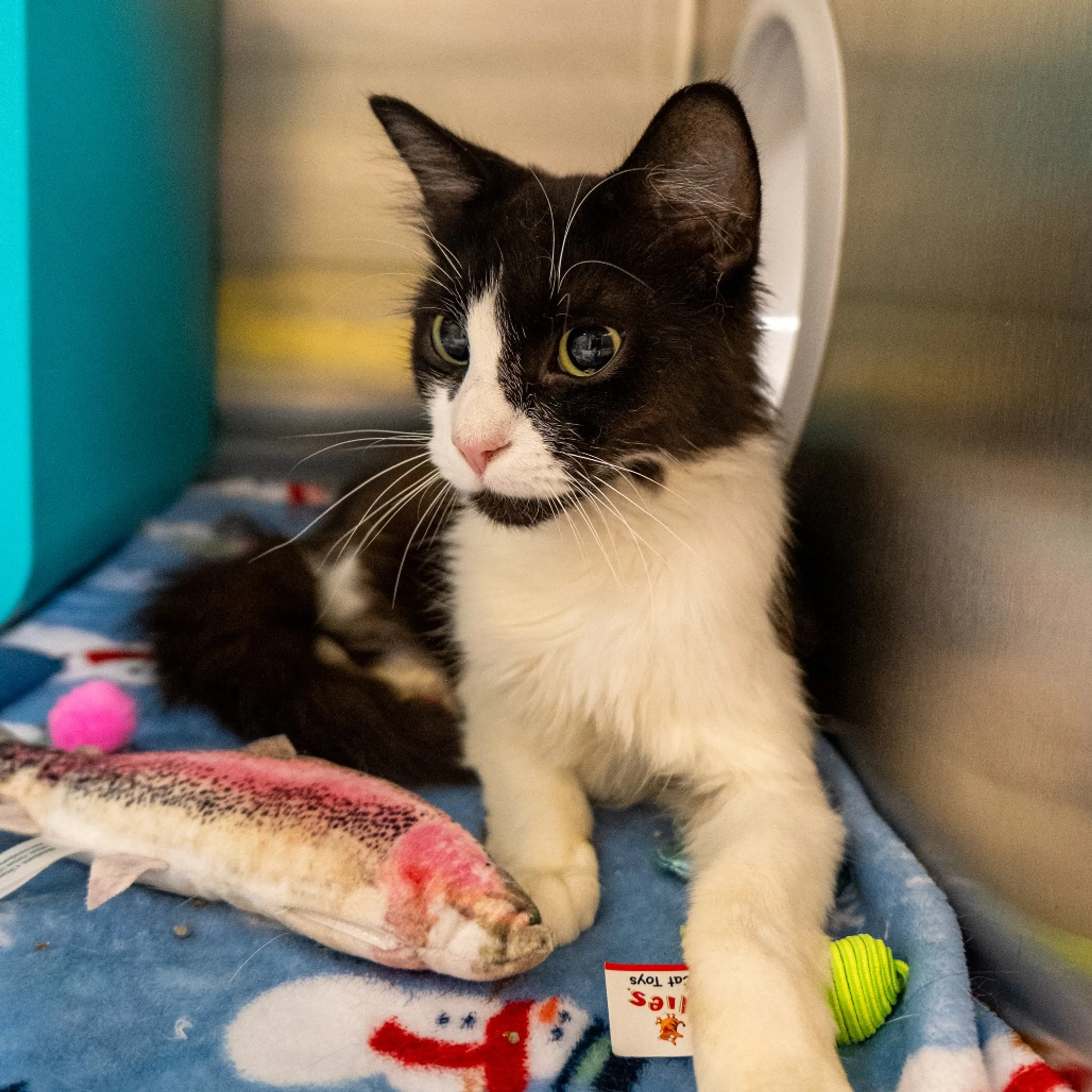 cdn image