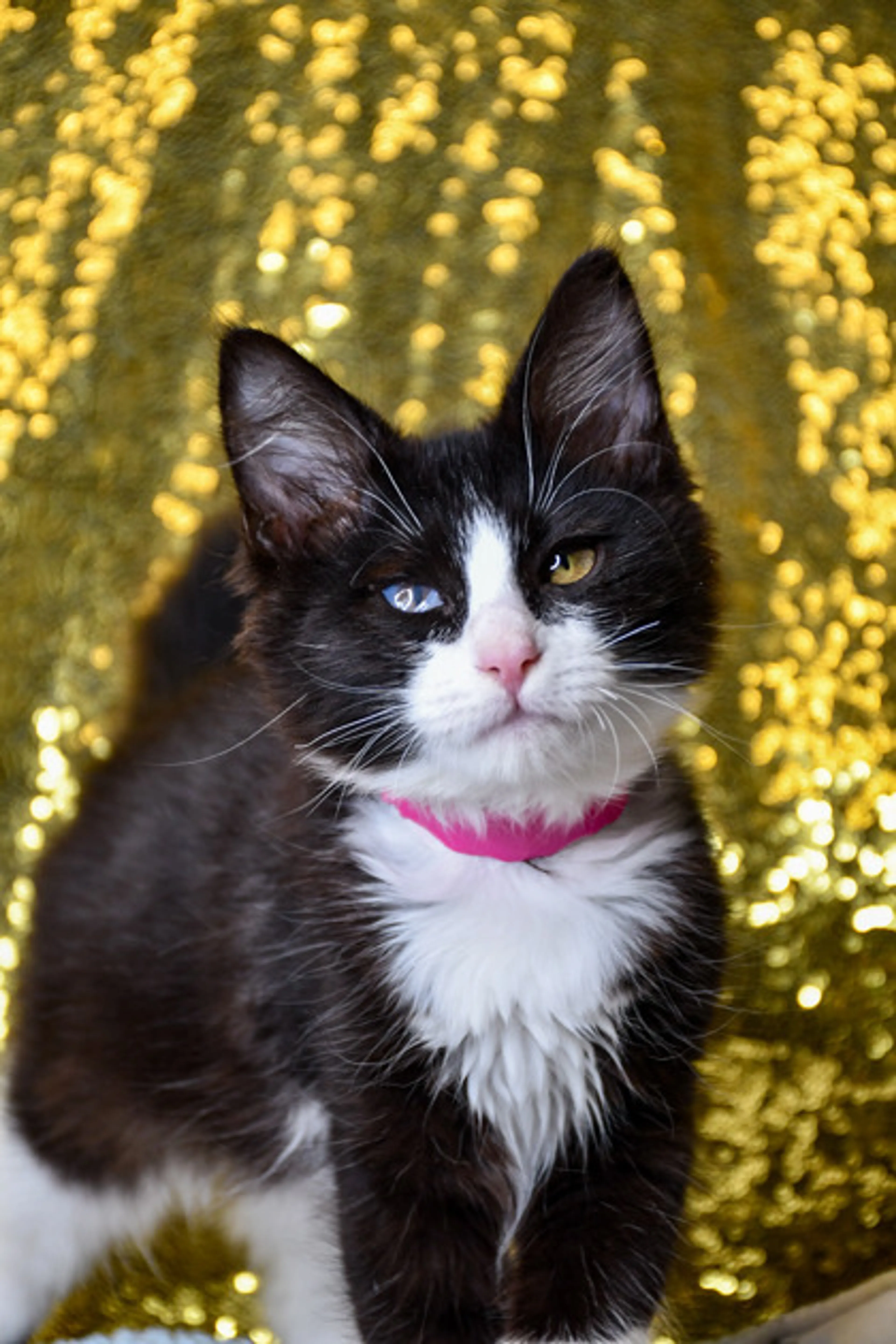 cdn image