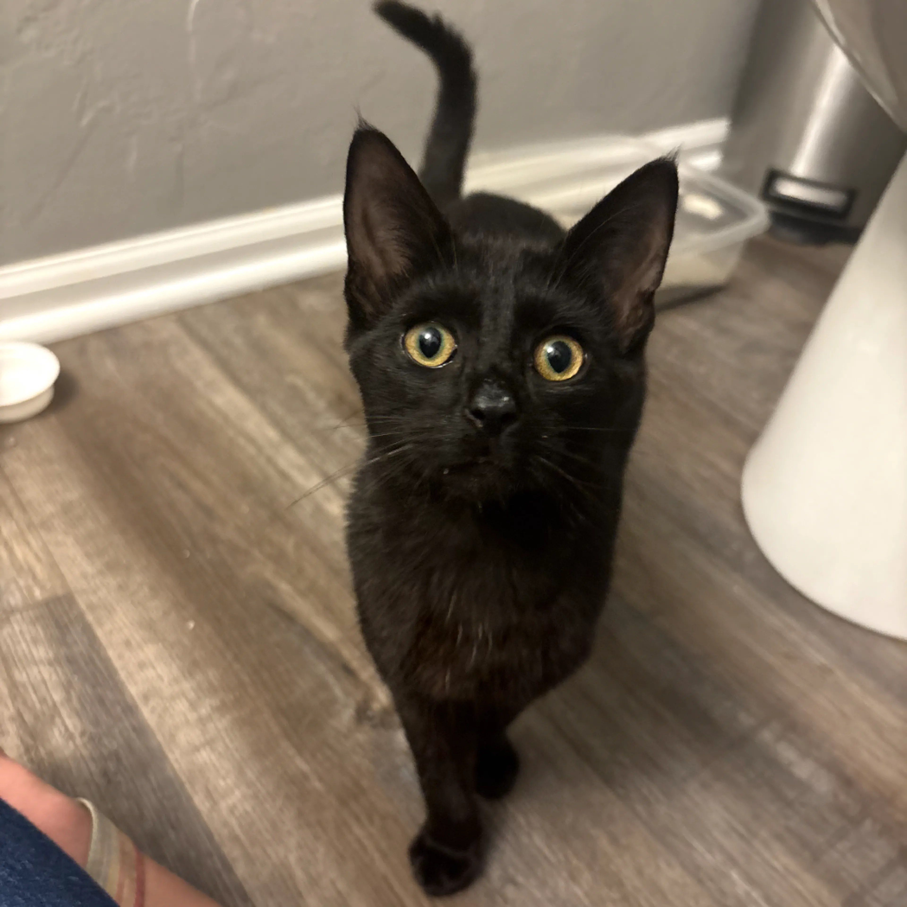 cdn image