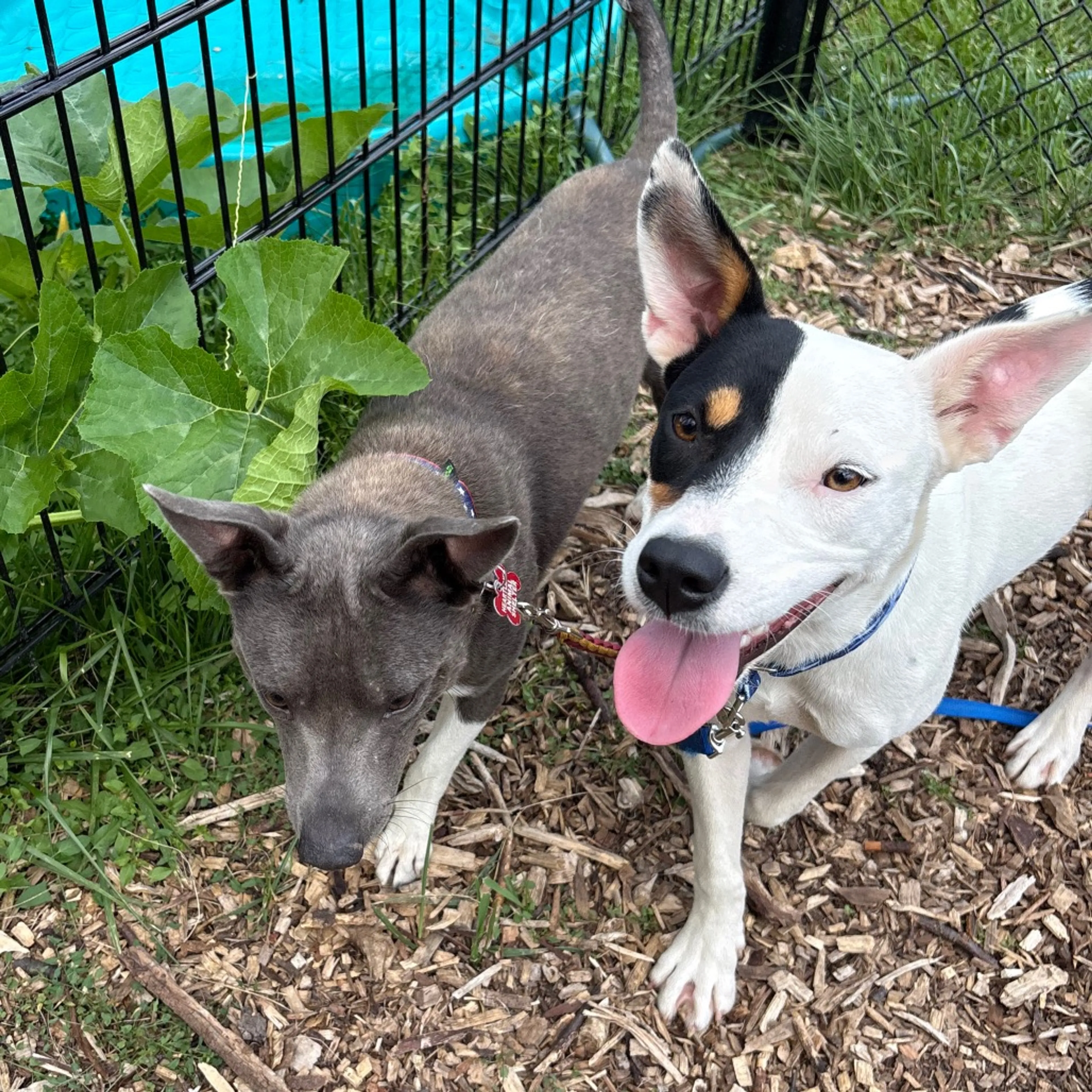 cdn image