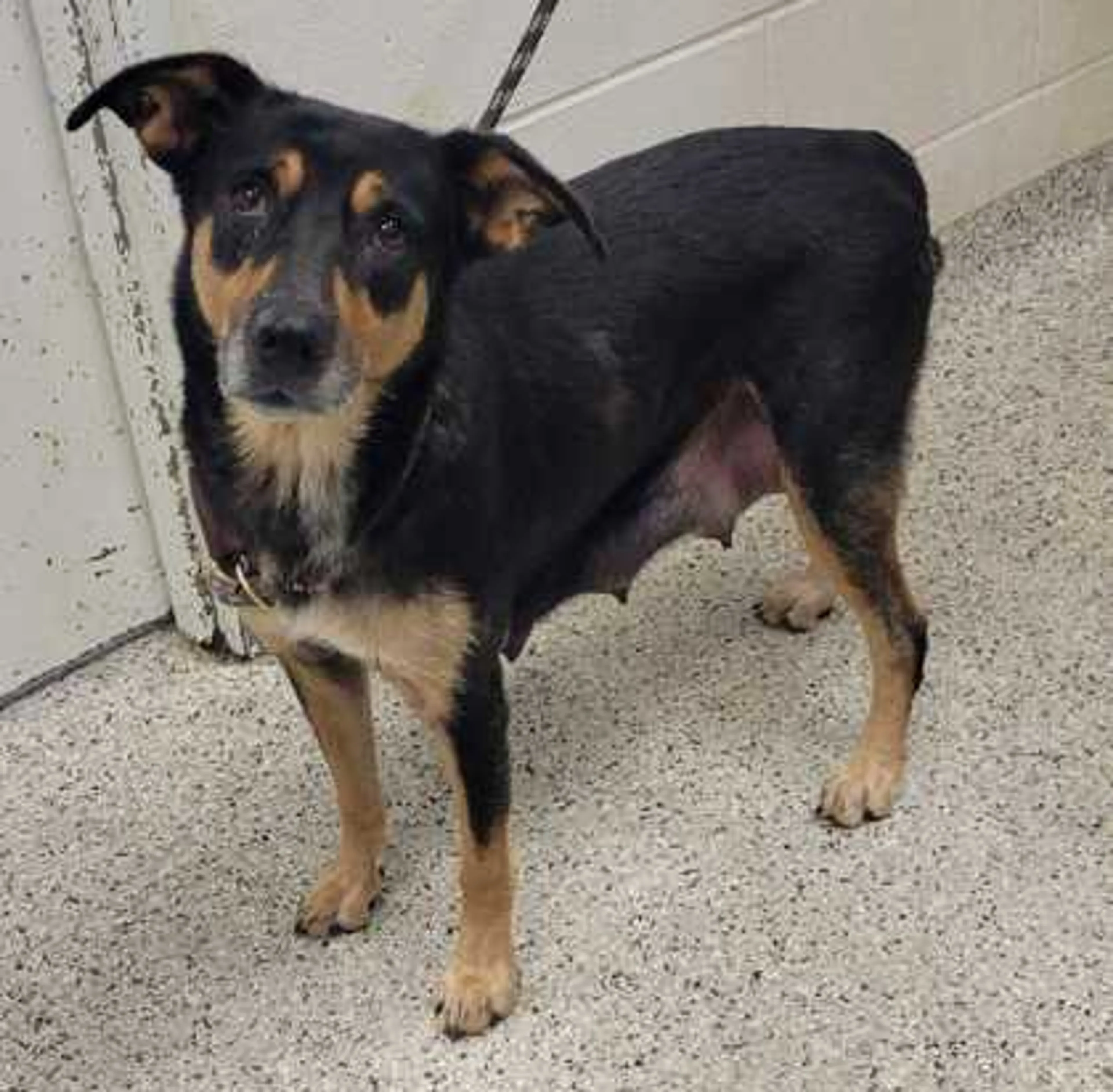 cdn image