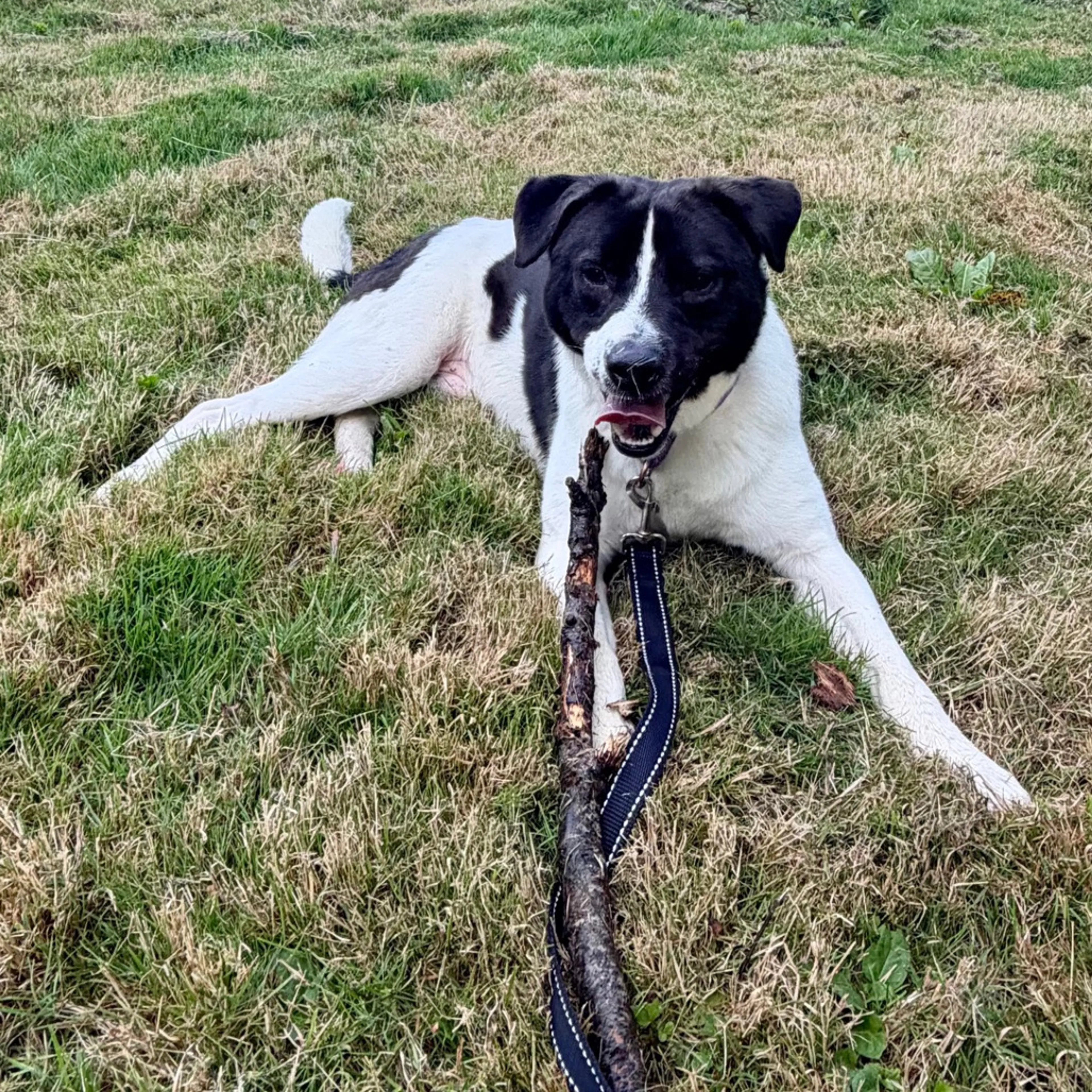 cdn image