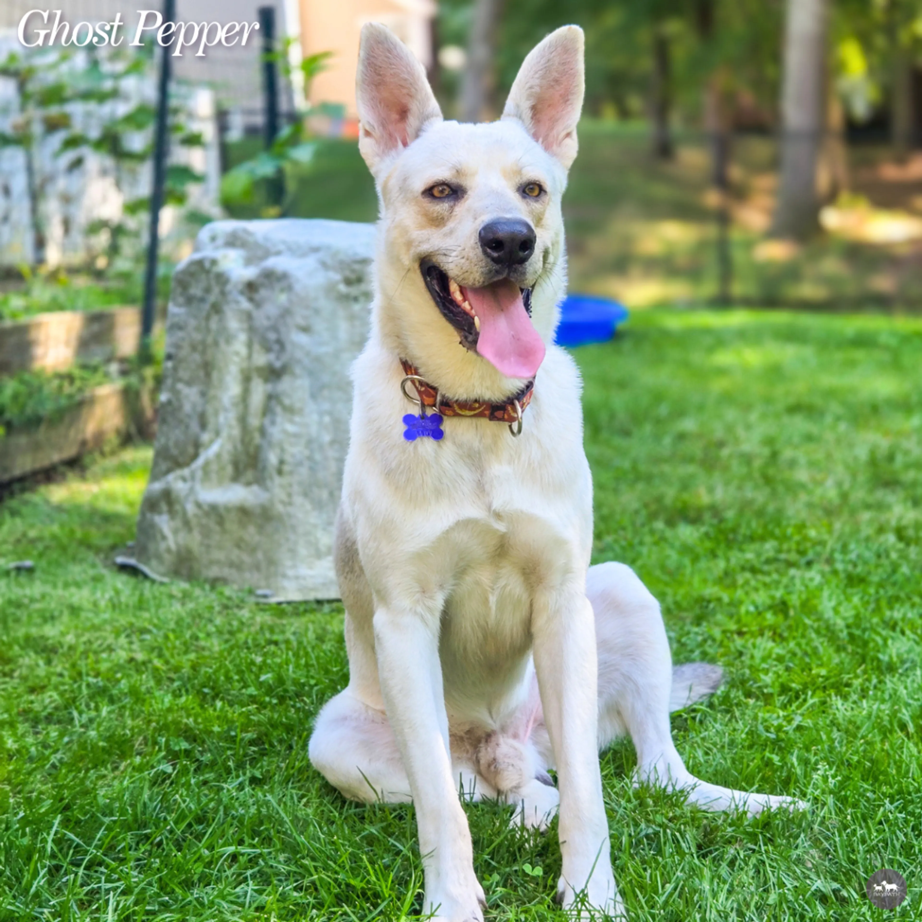 cdn image