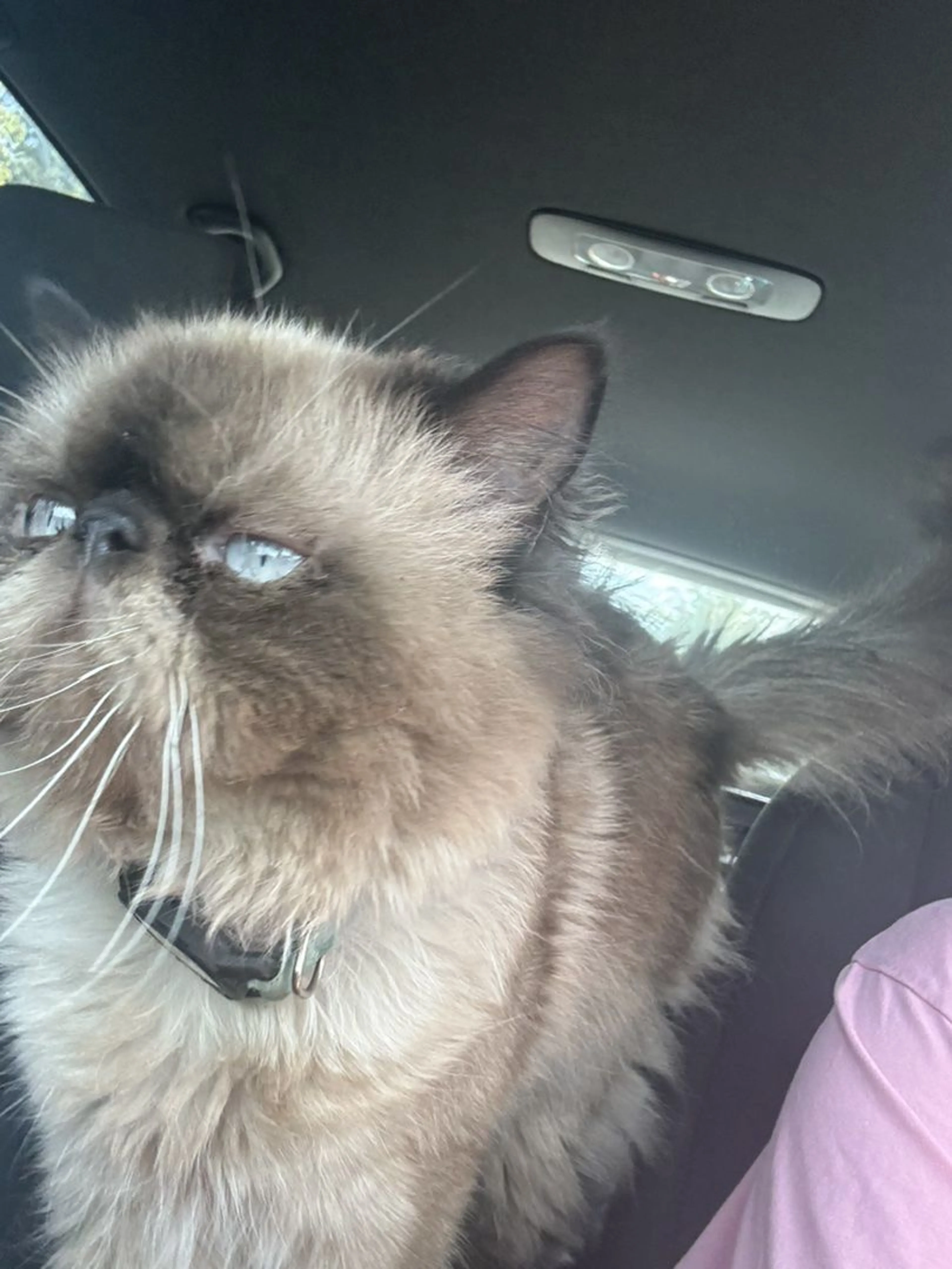 cdn image