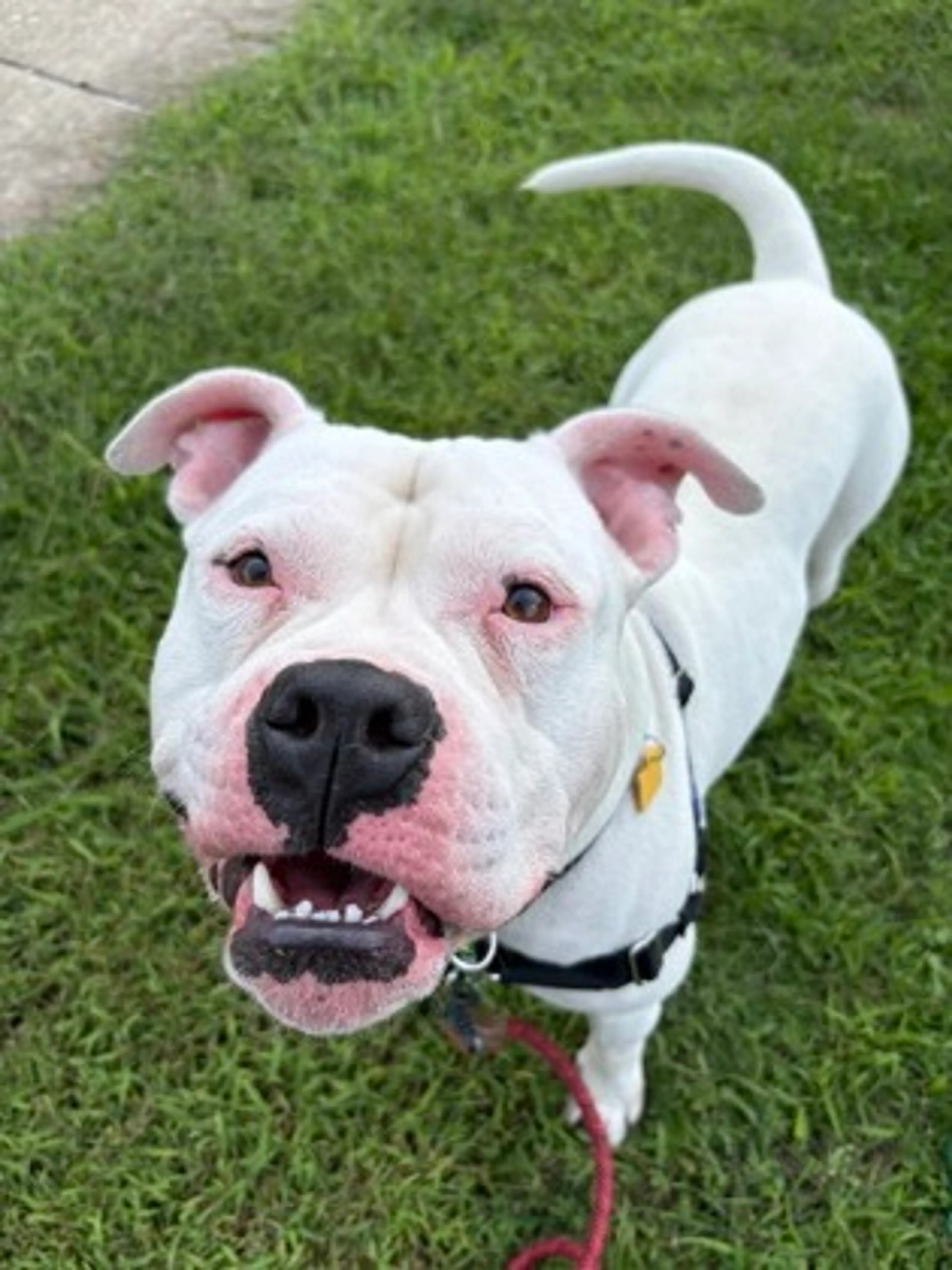cdn image