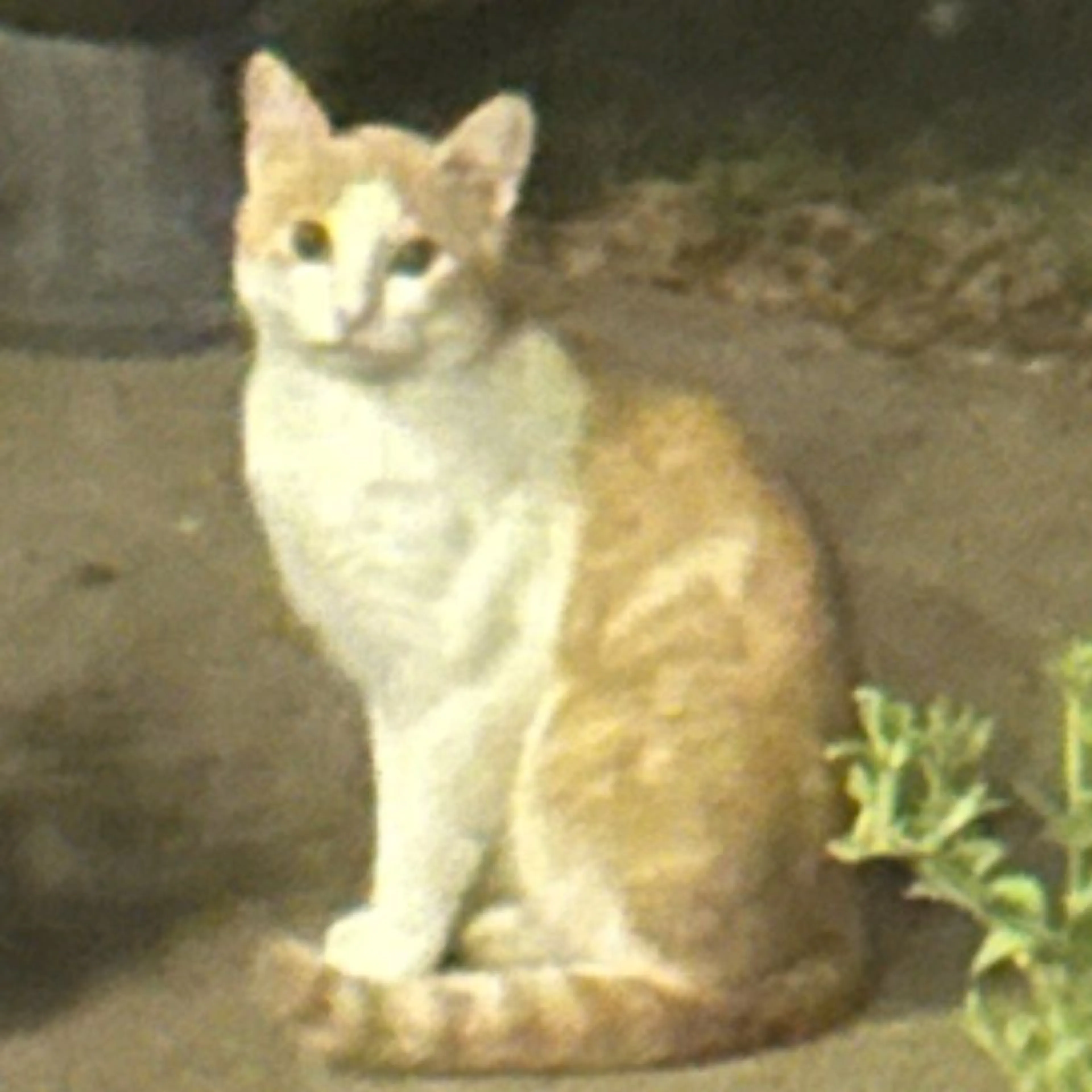 cdn image