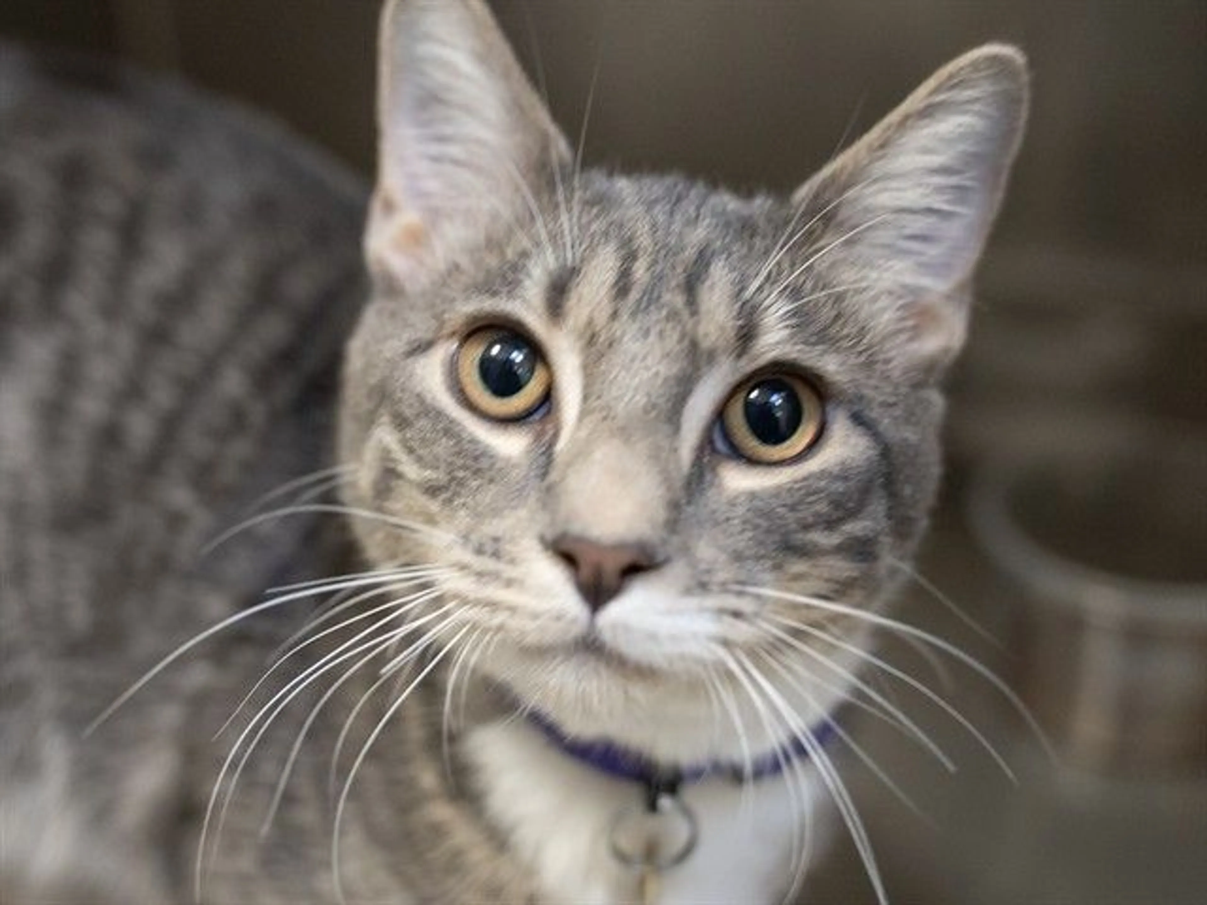 cdn image