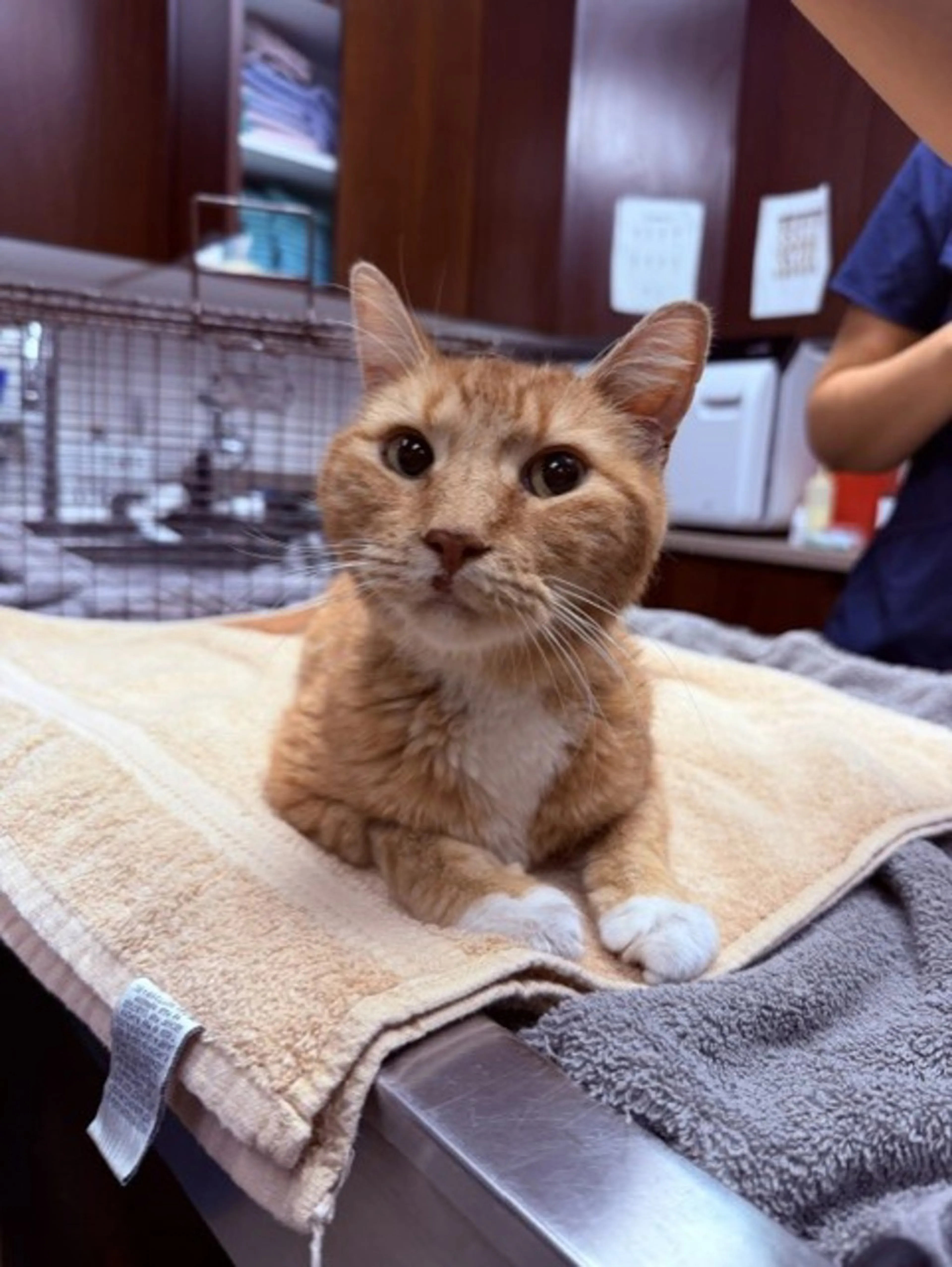 cdn image