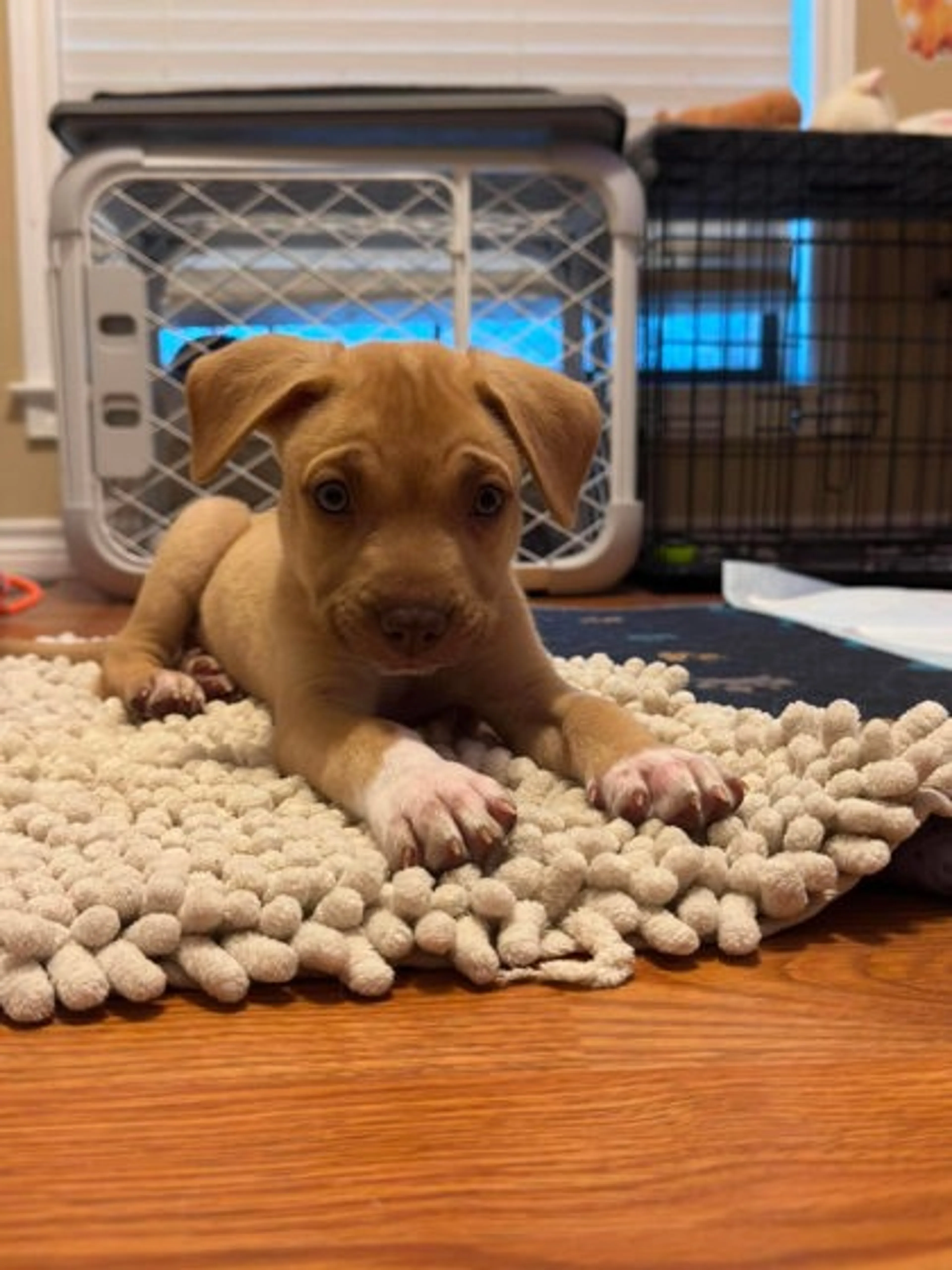 cdn image