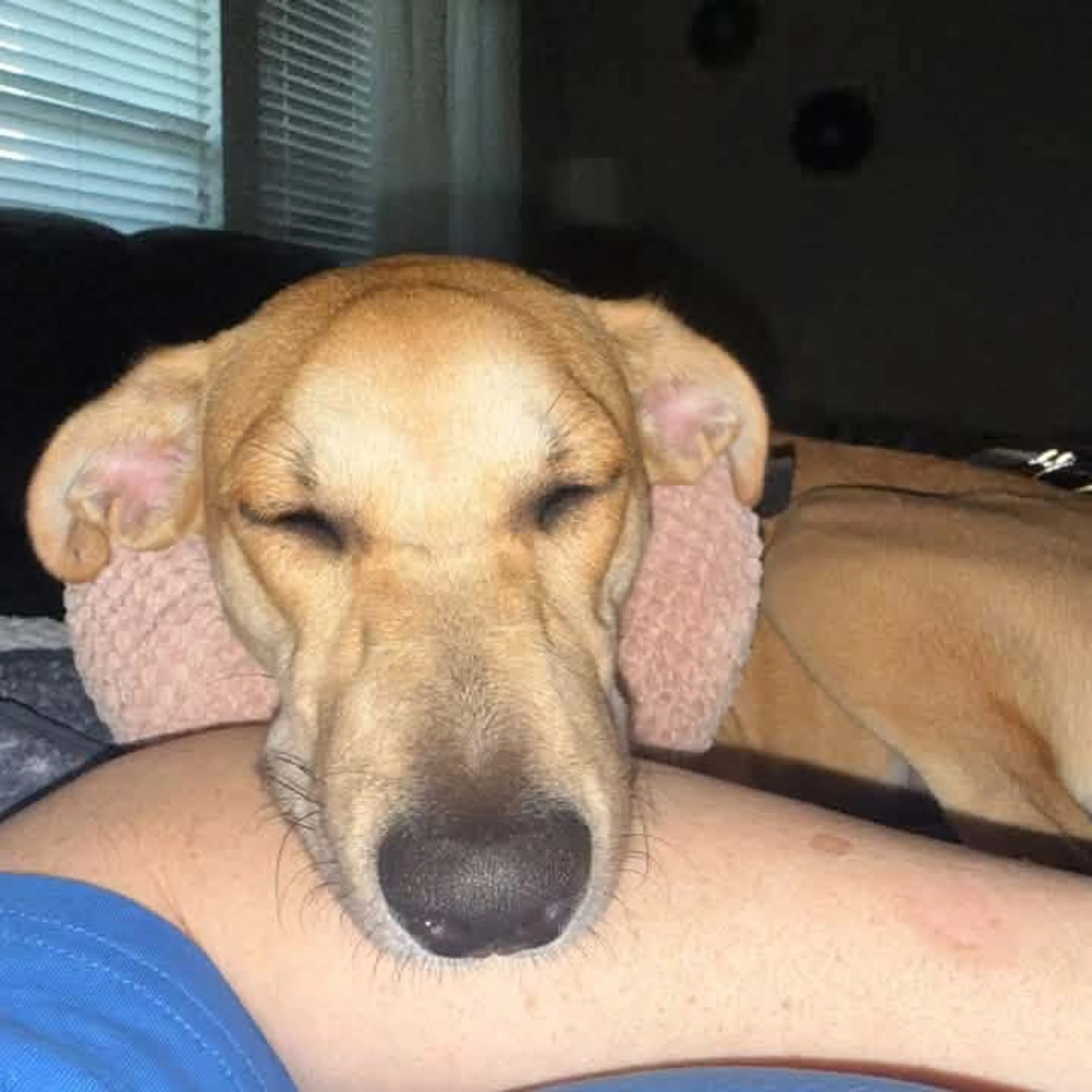 cdn image