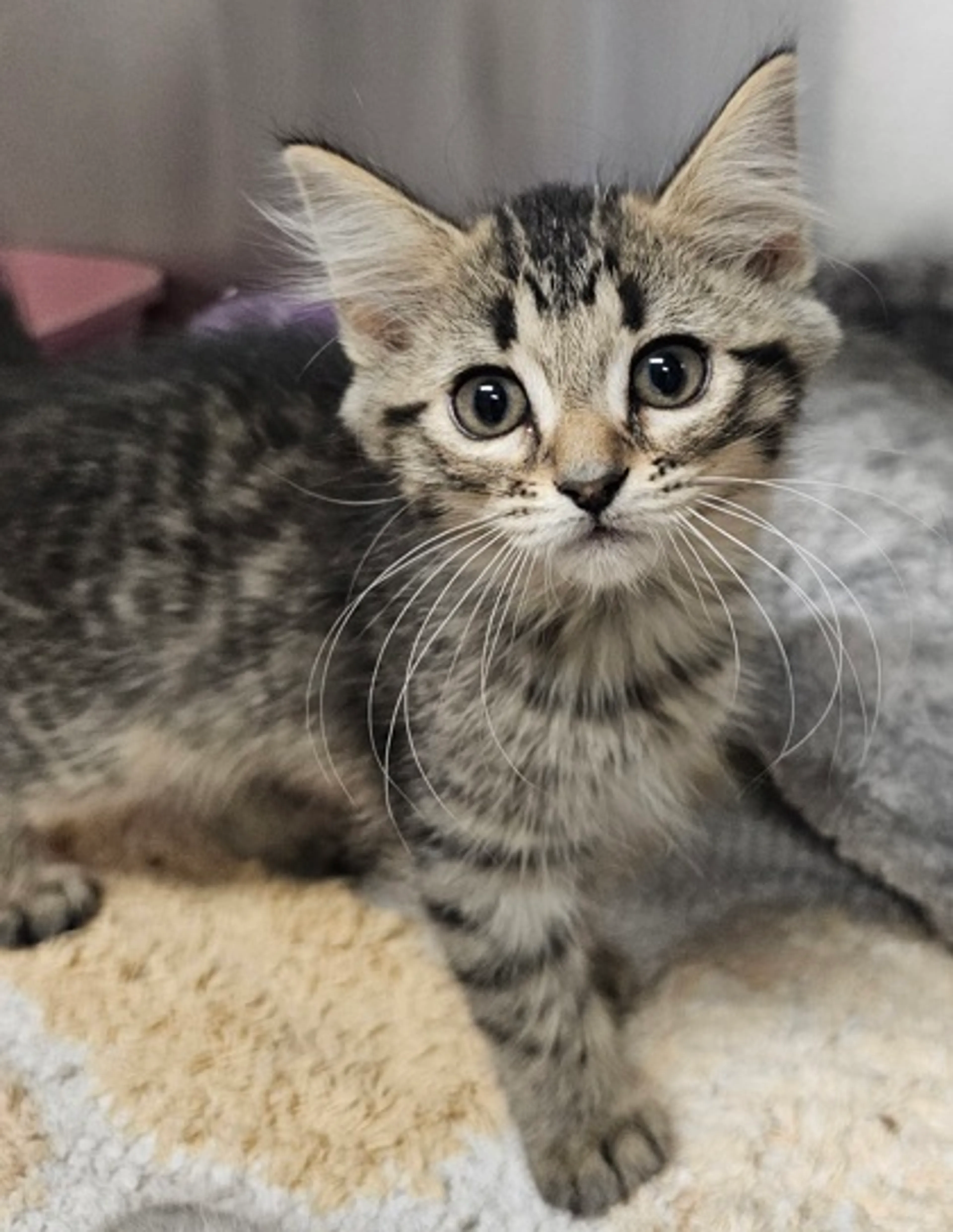 cdn image
