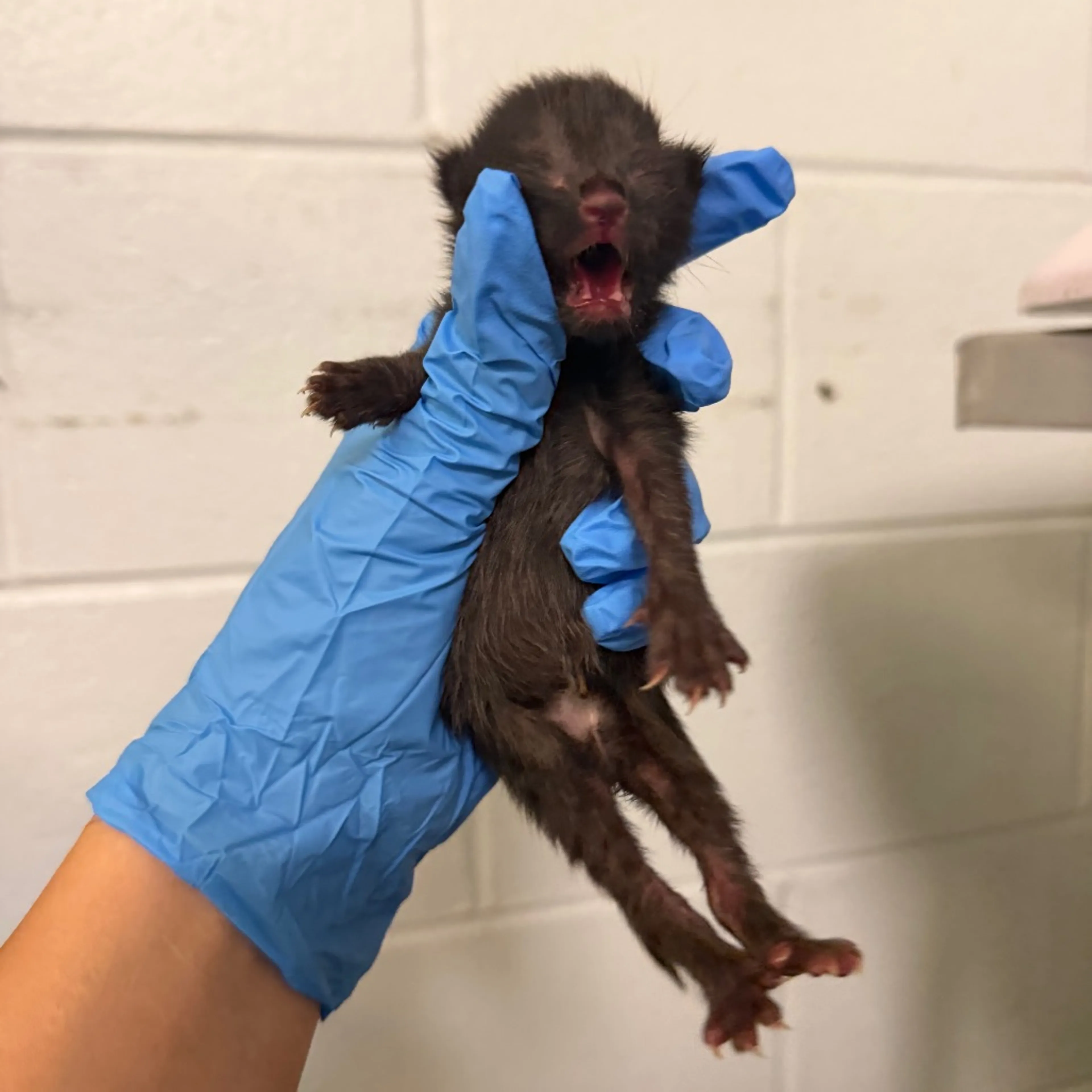 cdn image