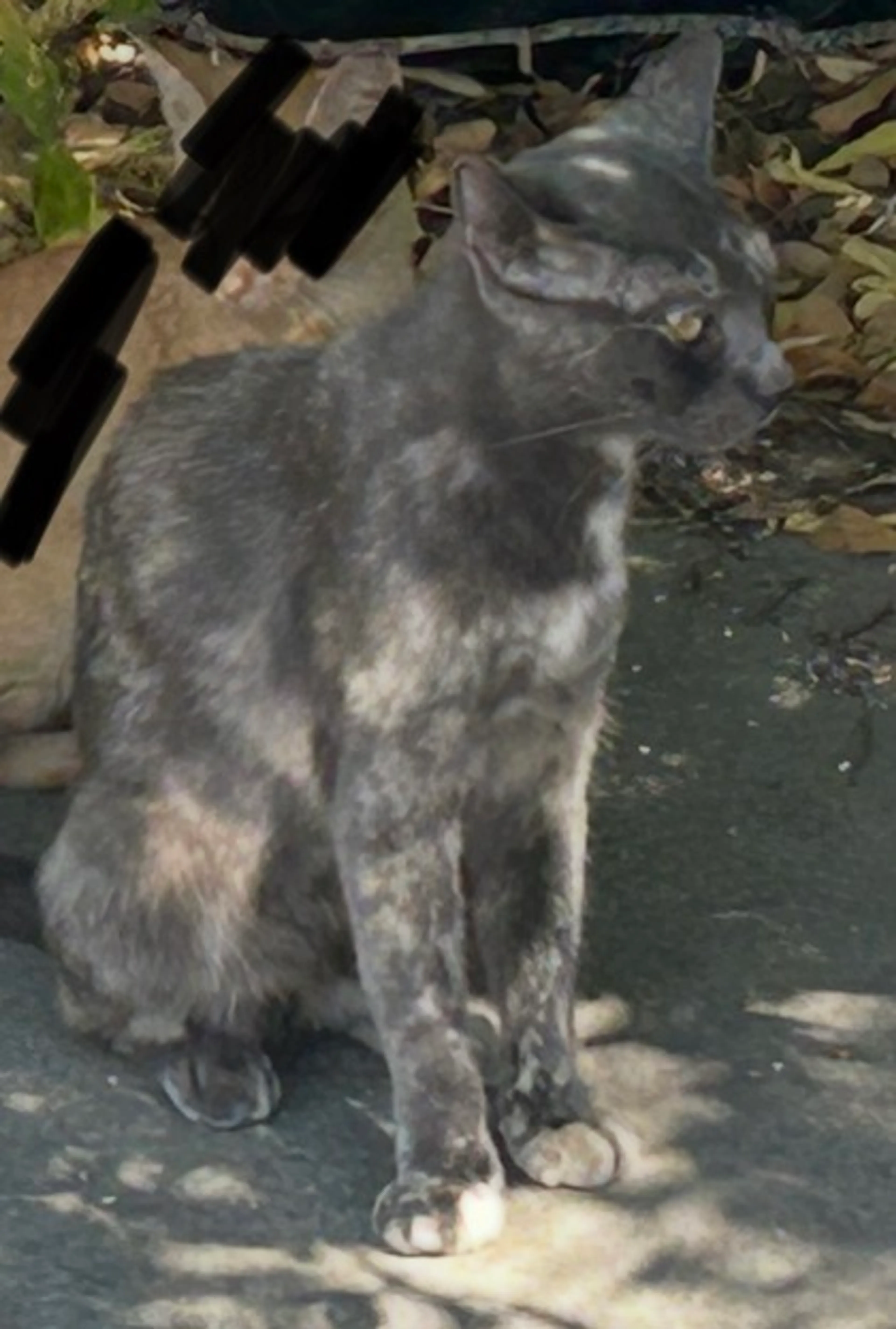 cdn image