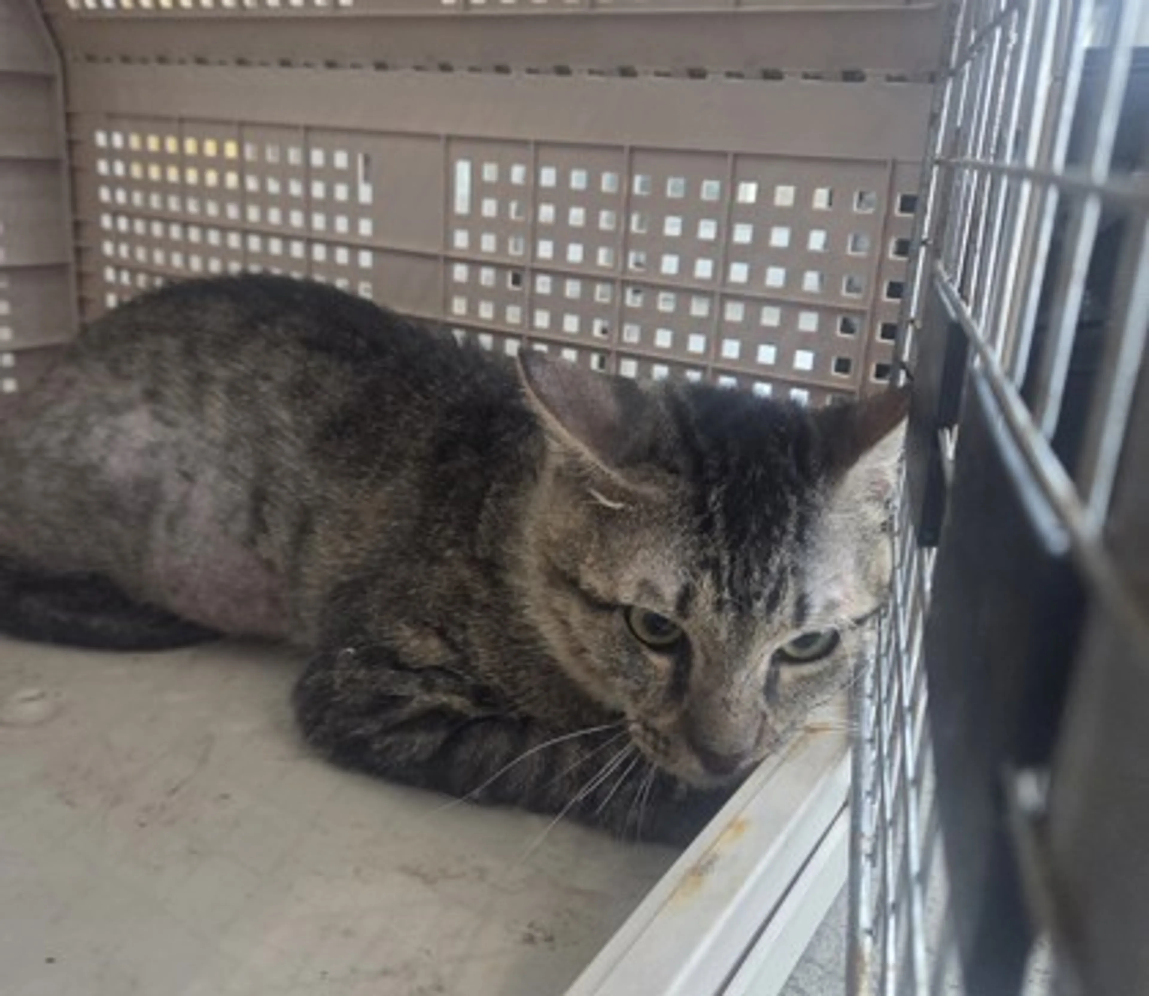 cdn image