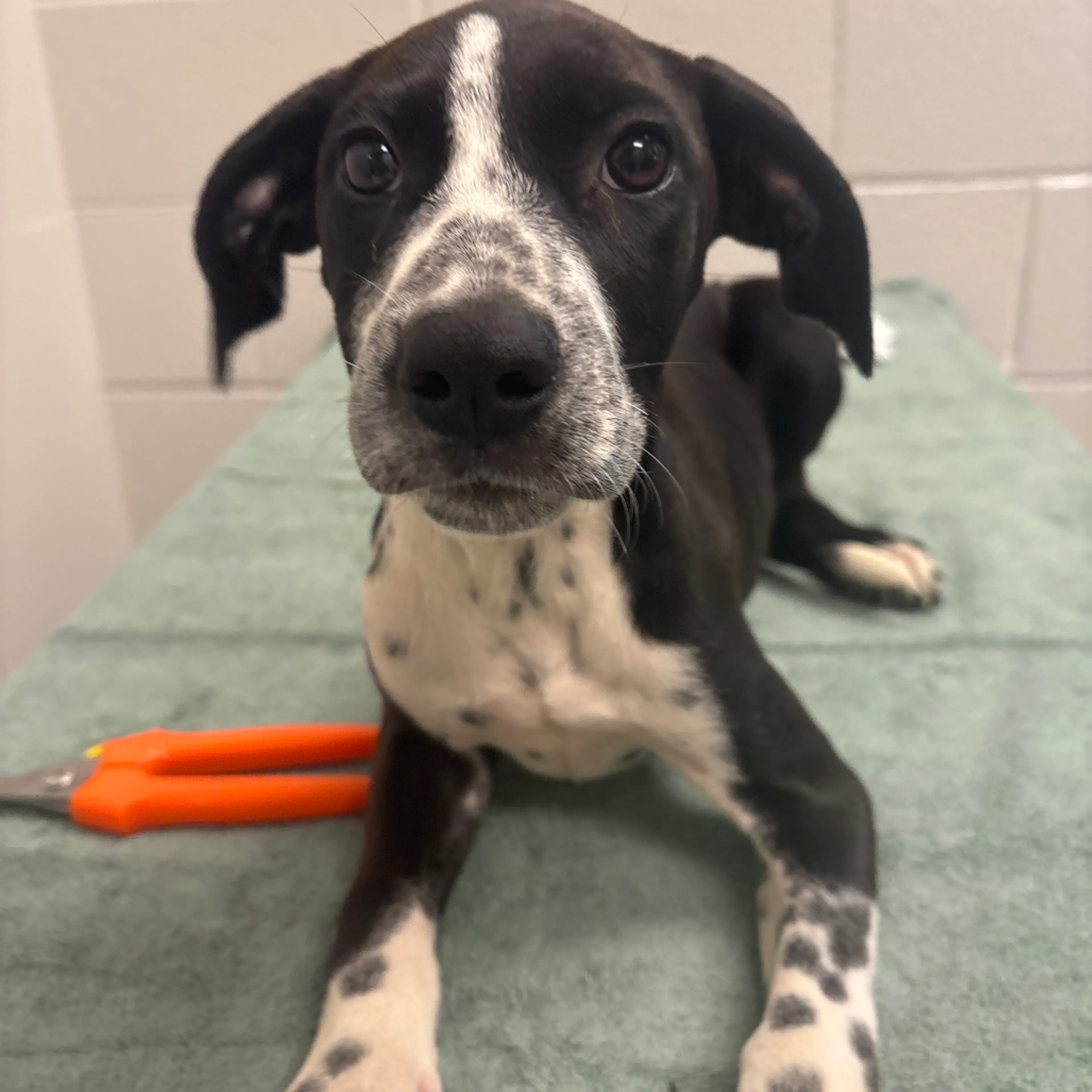 cdn image