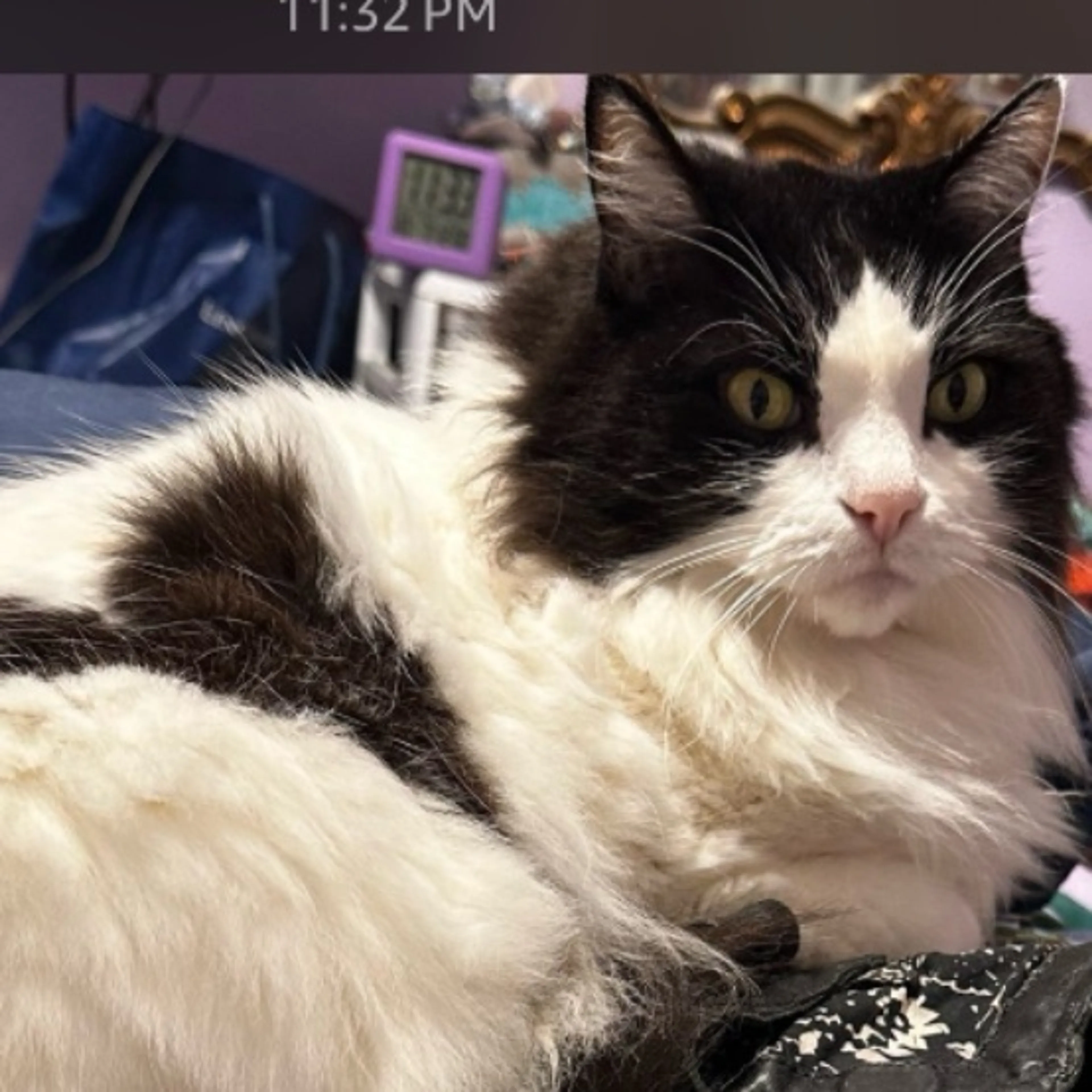 cdn image