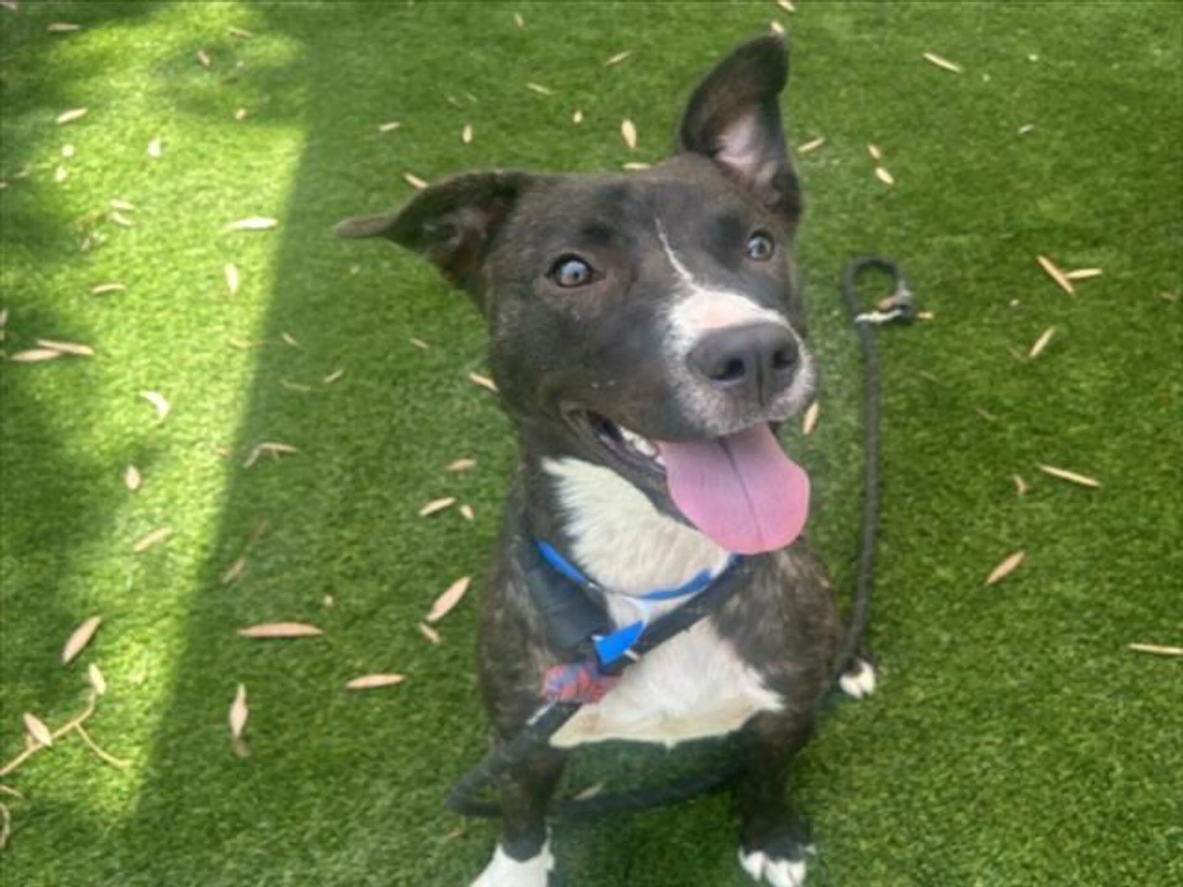 cdn image