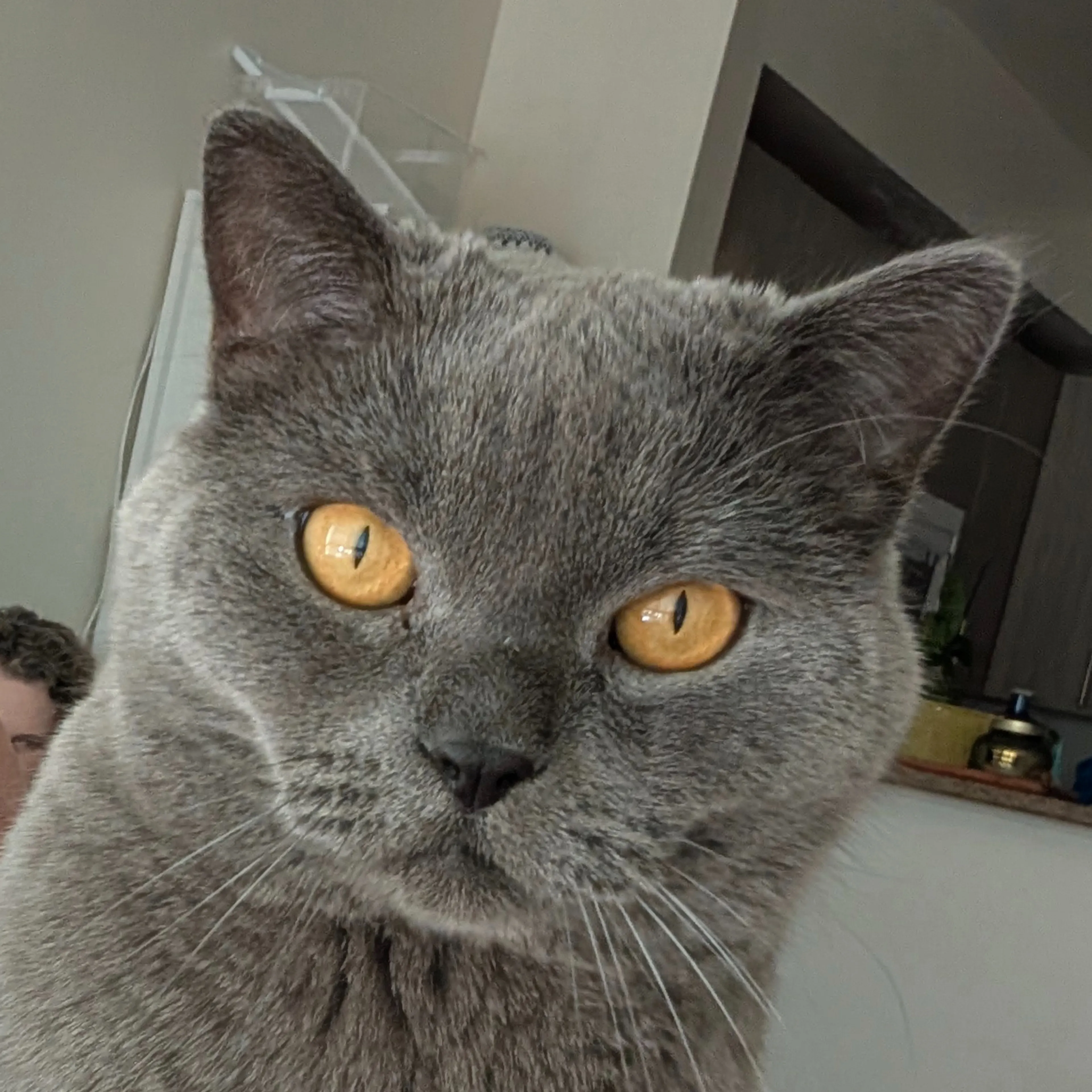 cdn image