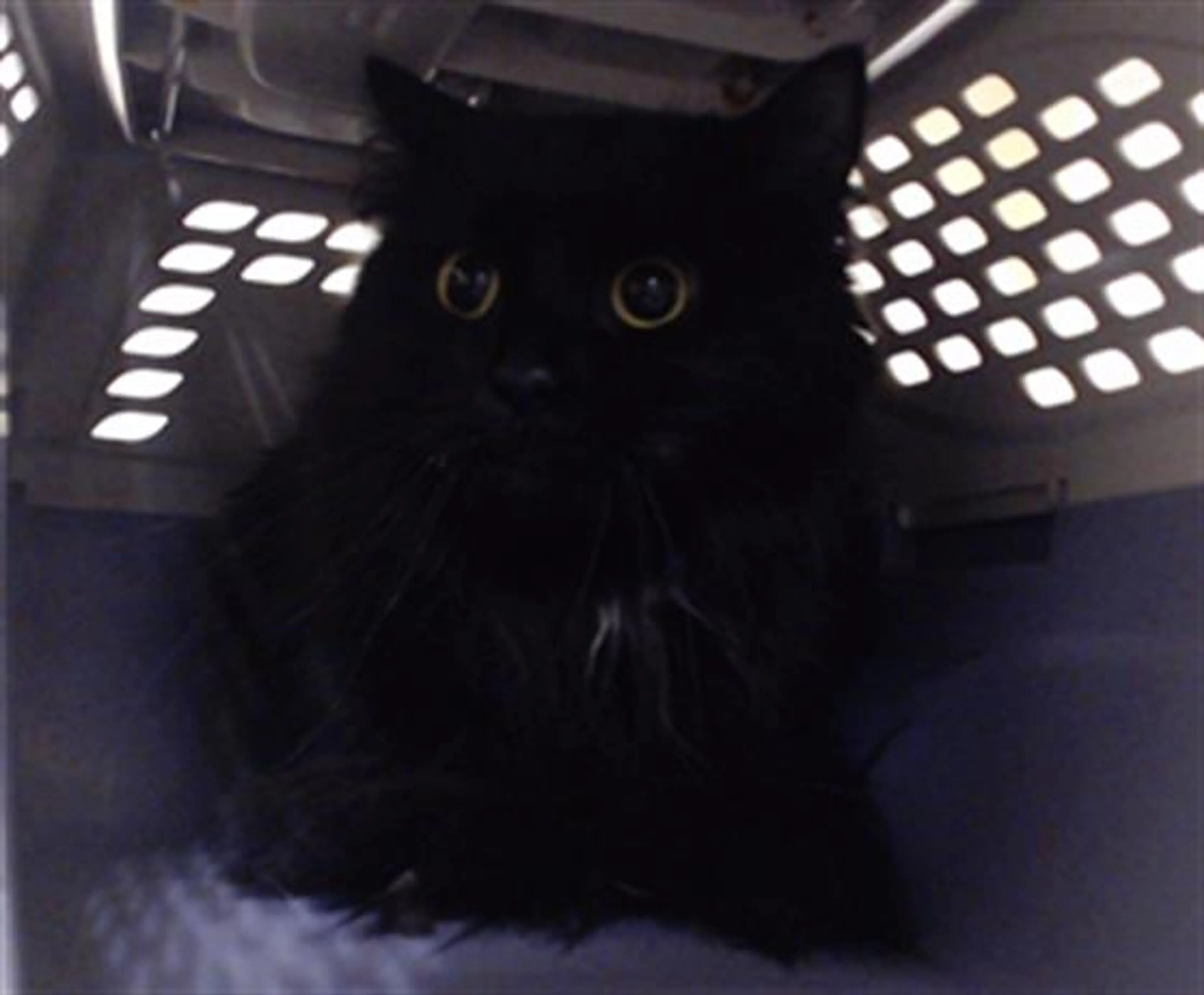 cdn image