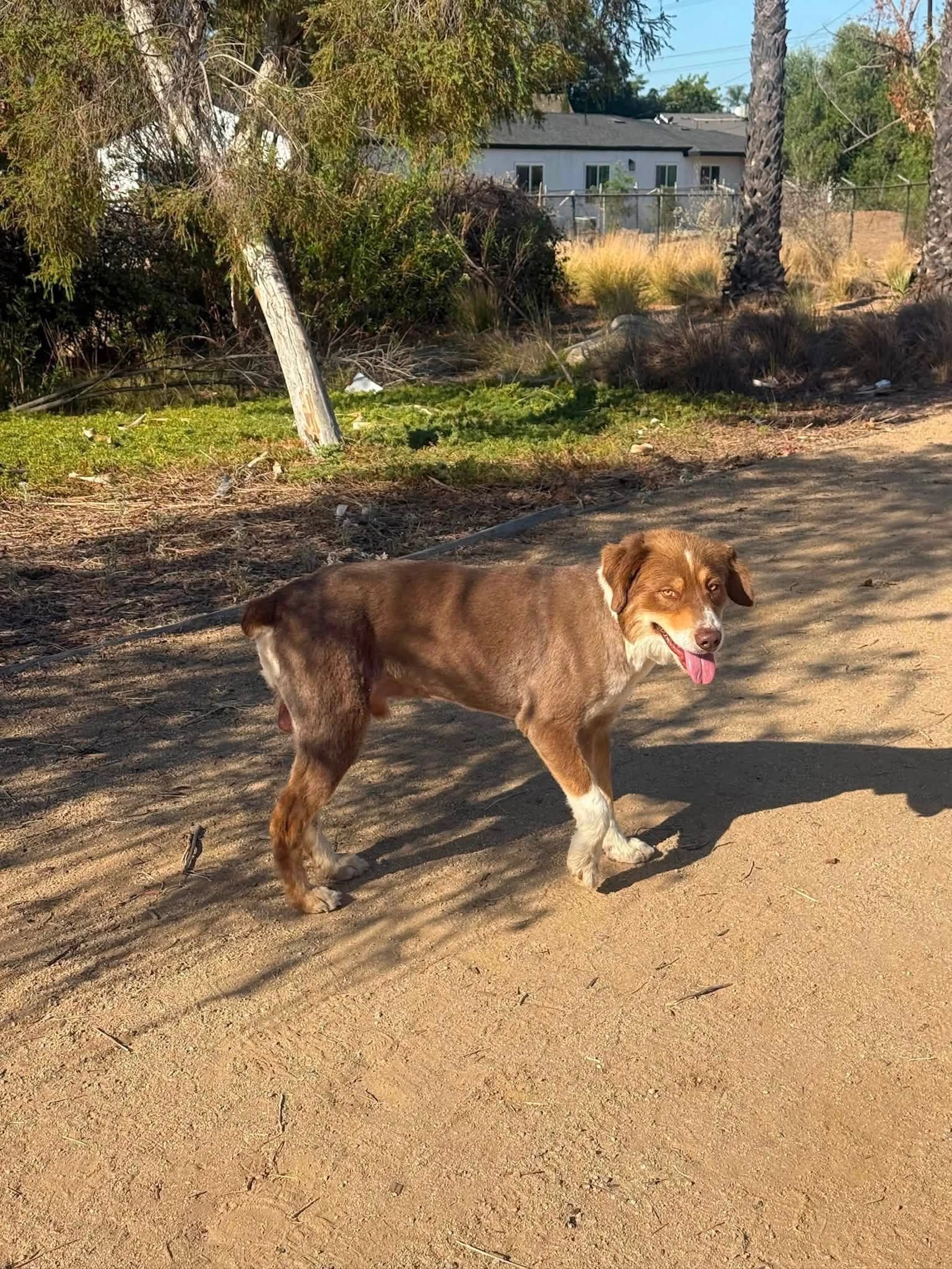cdn image