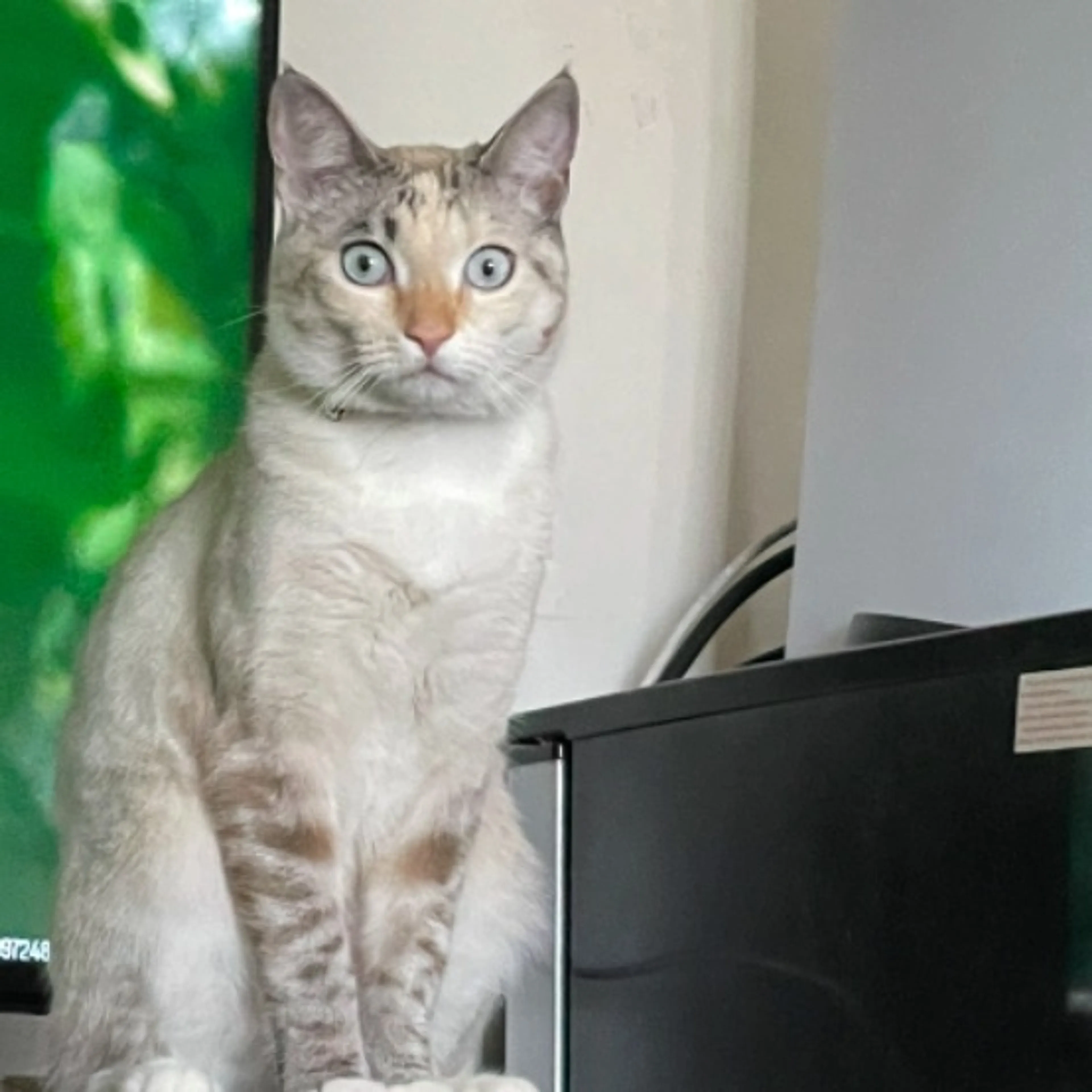 cdn image