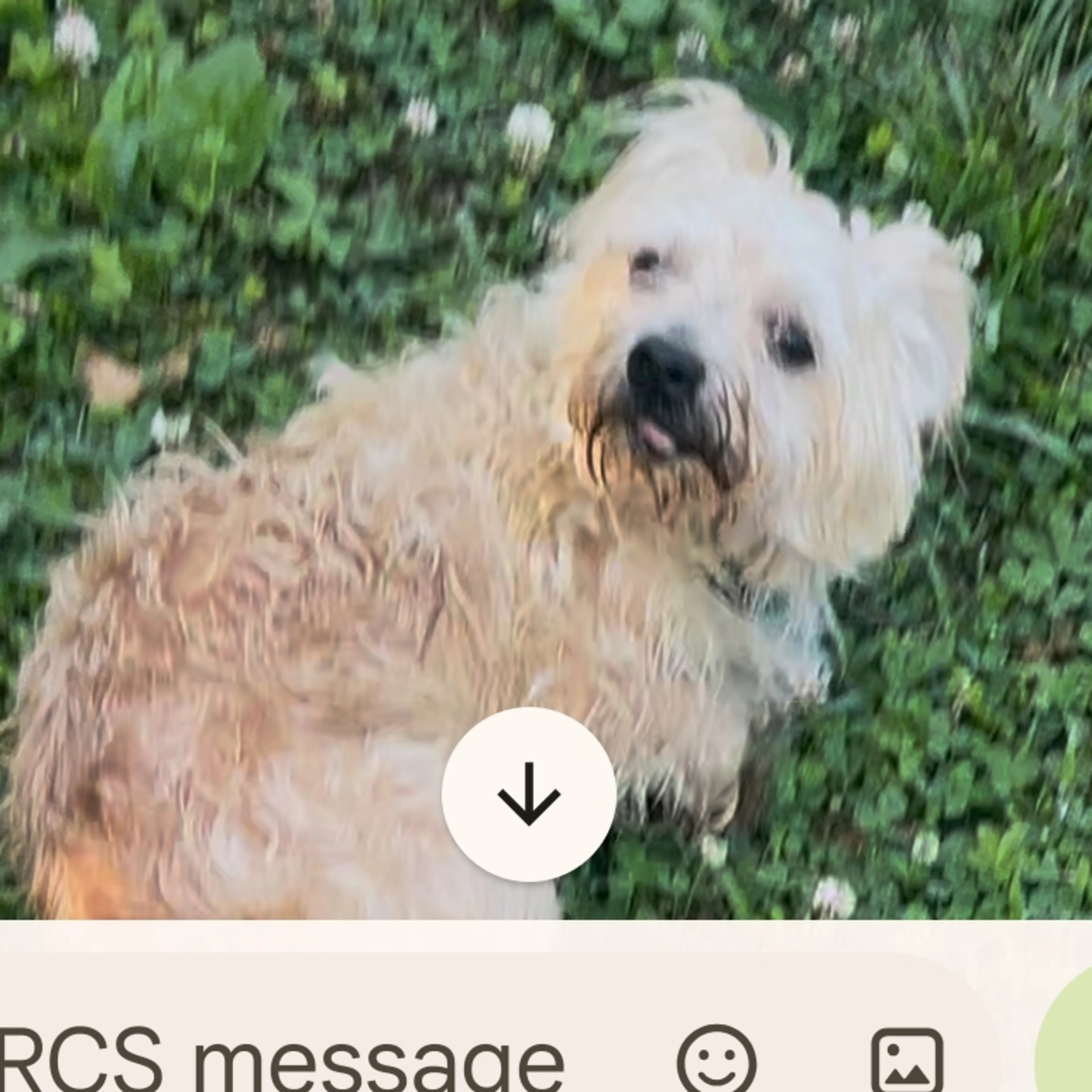 cdn image