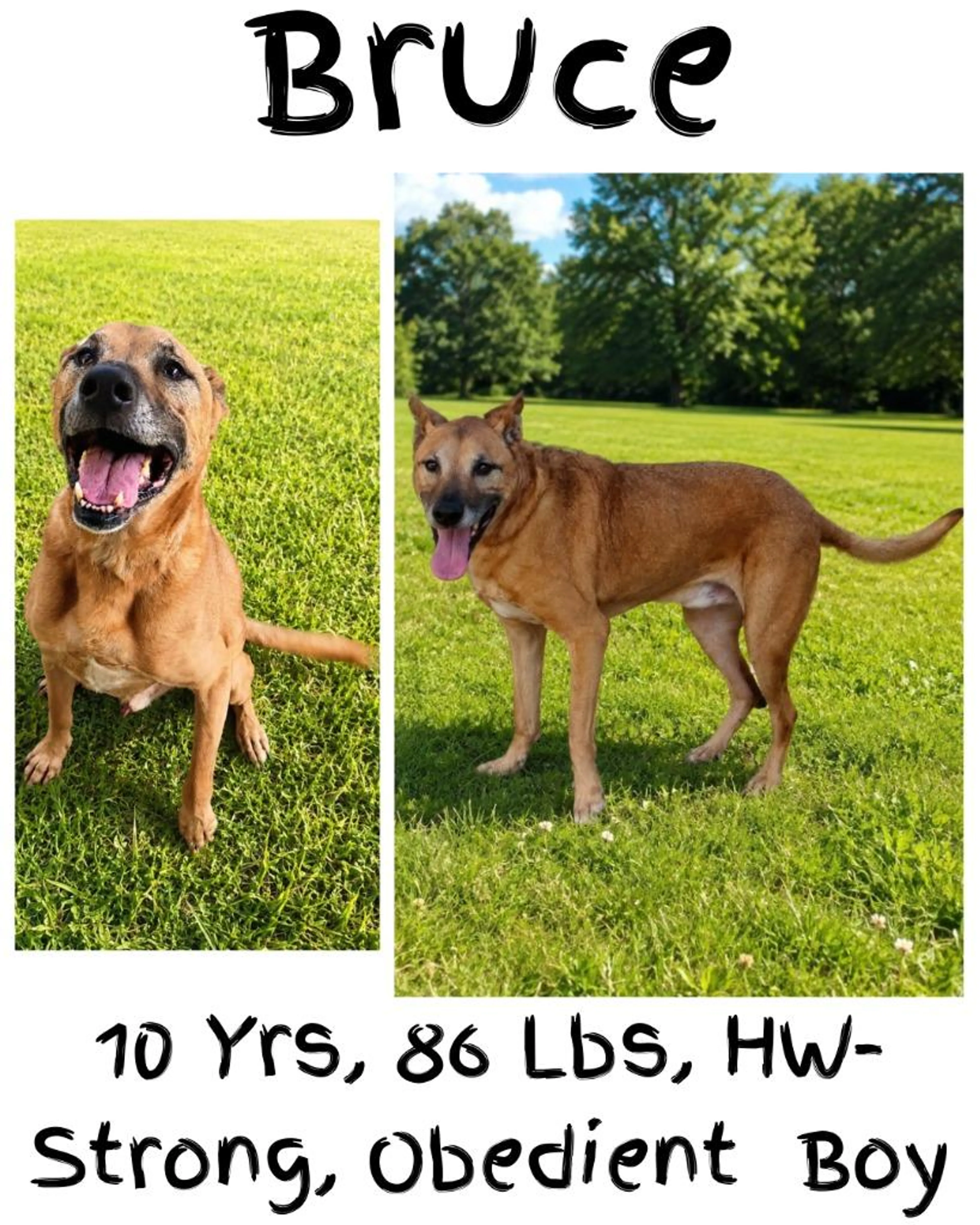 cdn image
