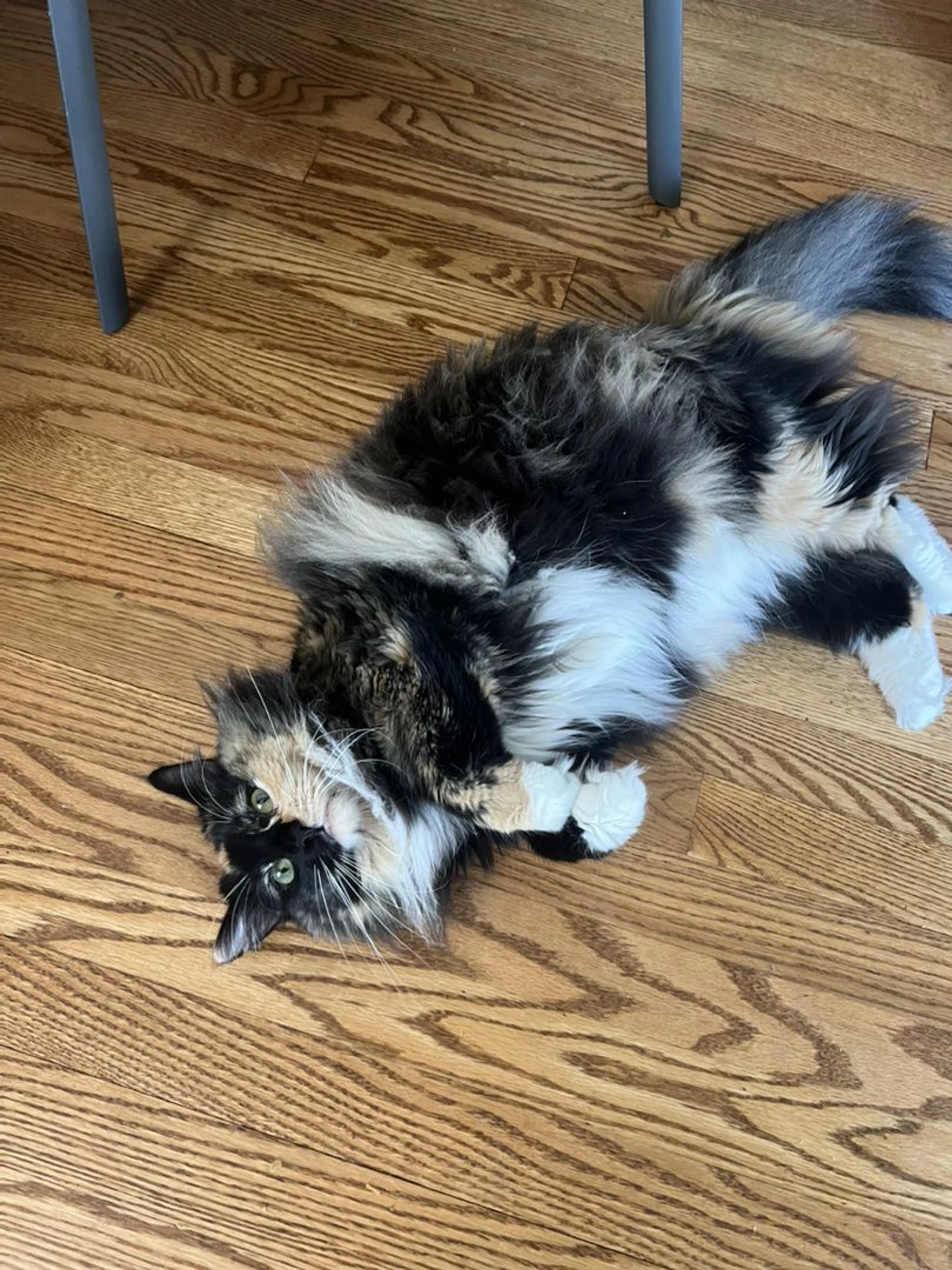 cdn image