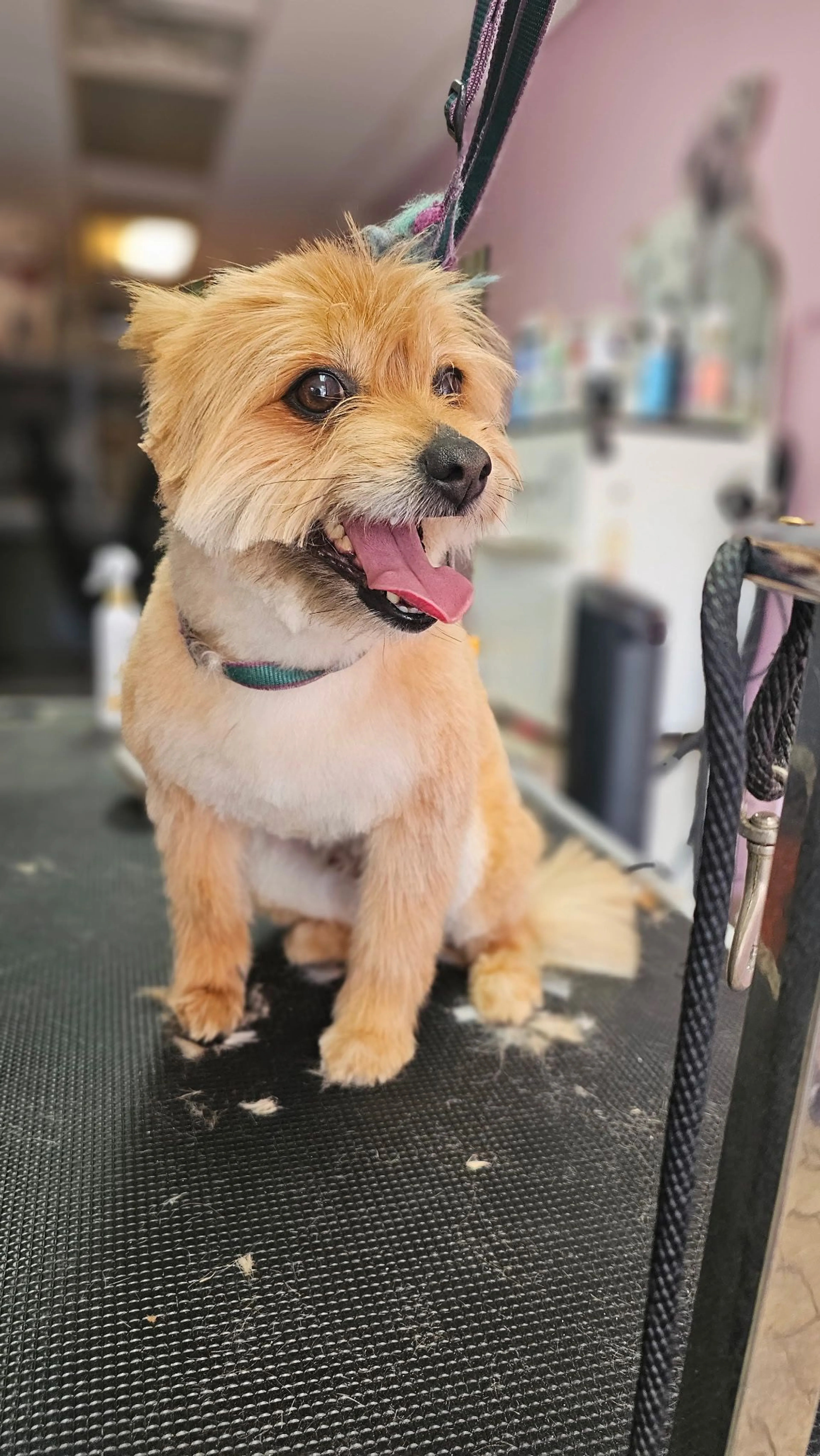 cdn image