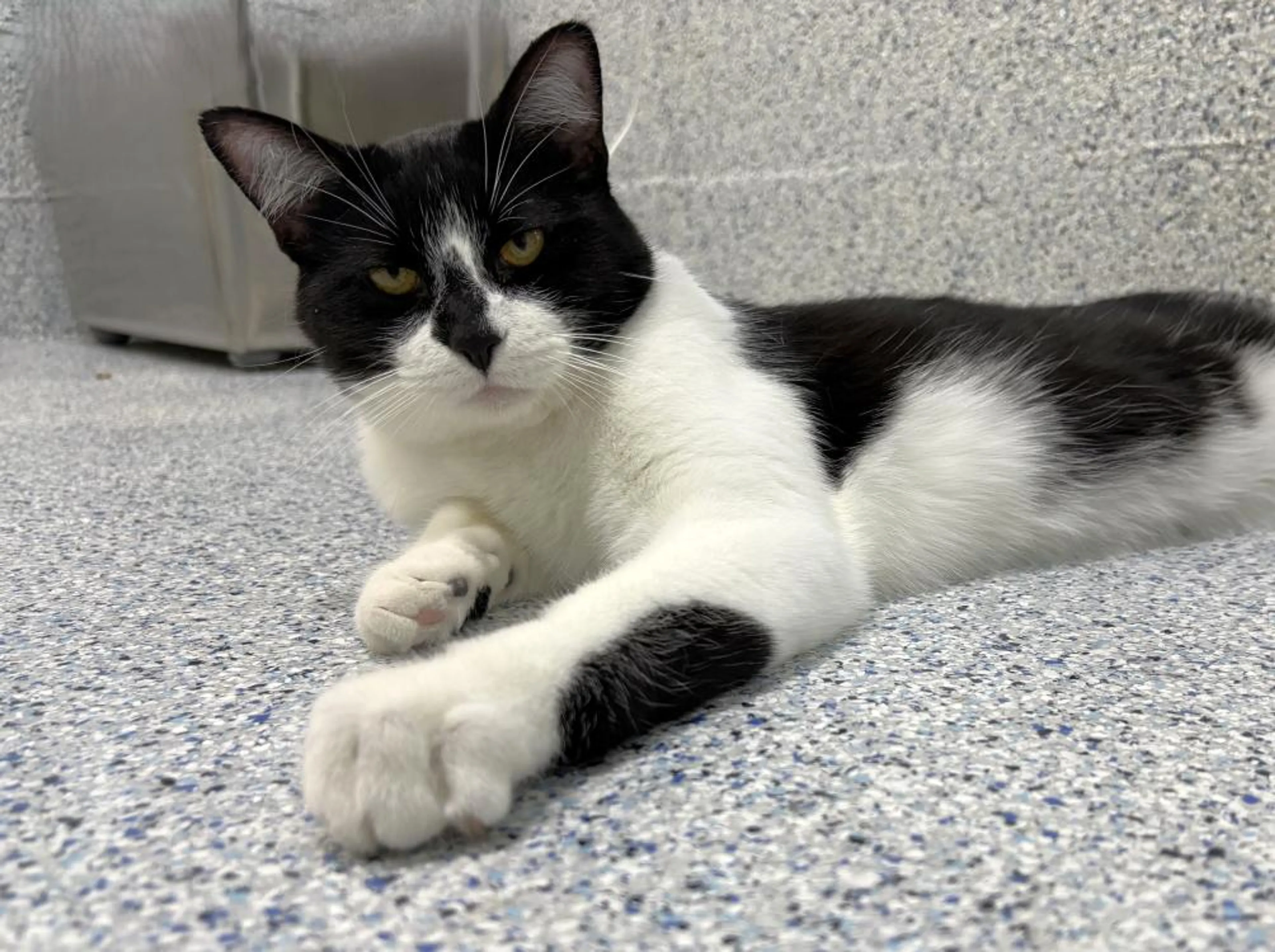 cdn image