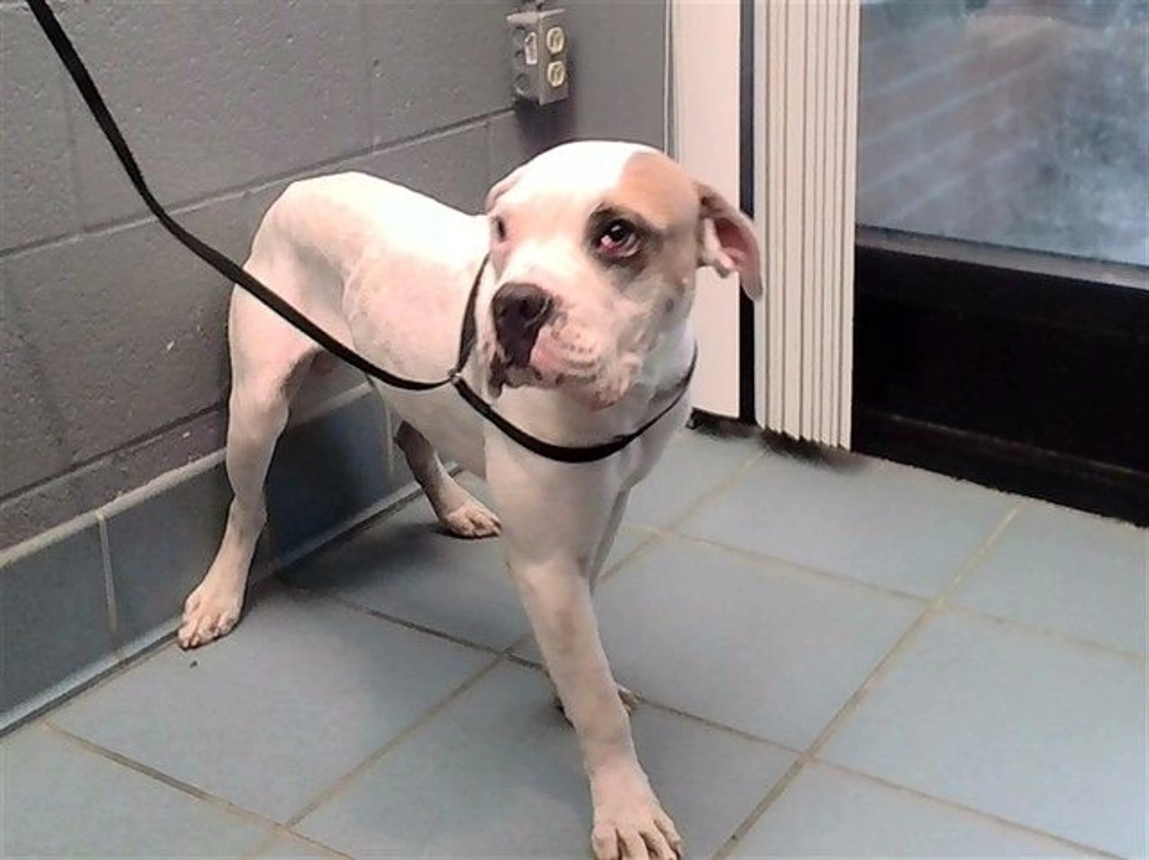 cdn image