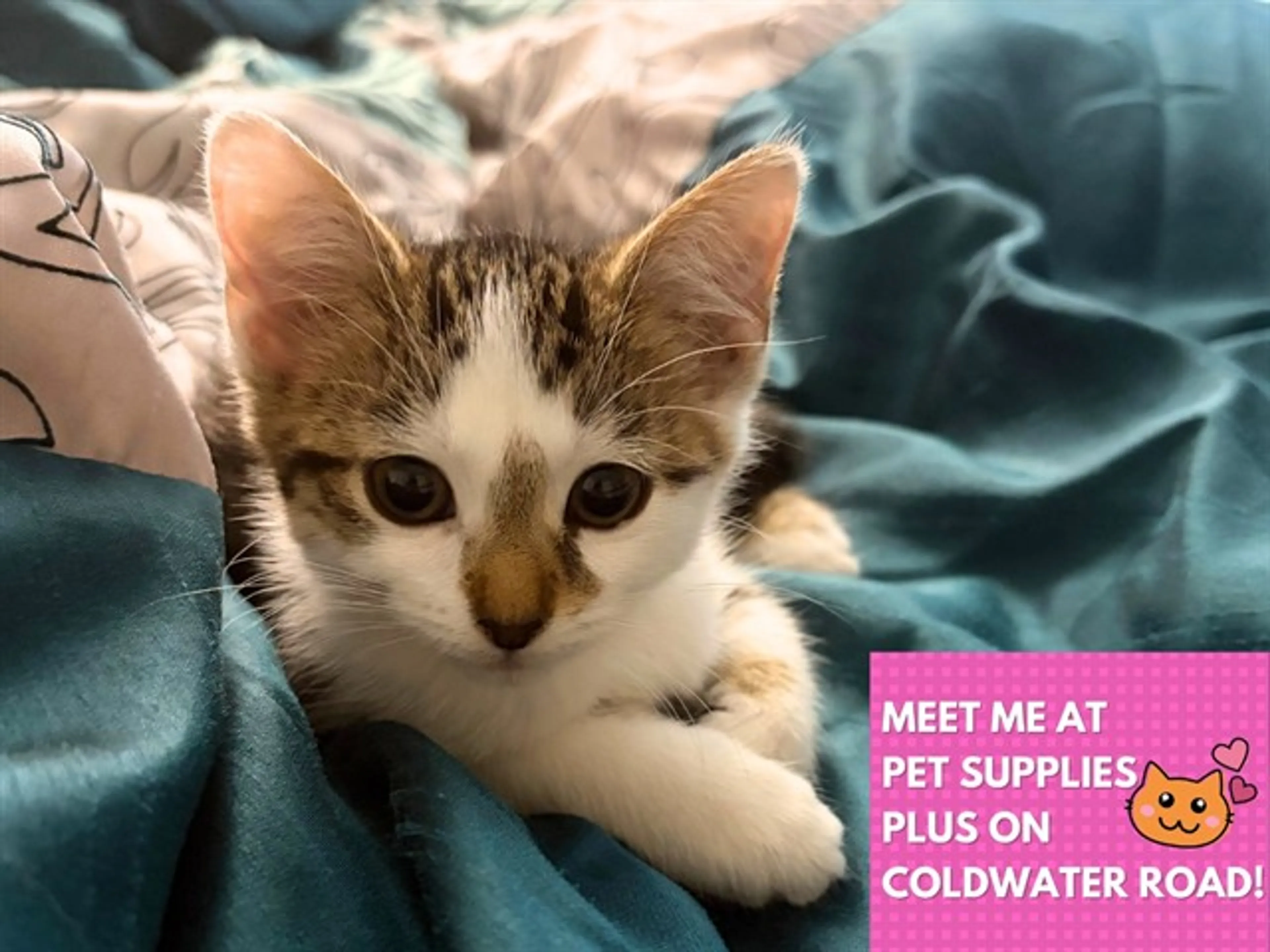 cdn image