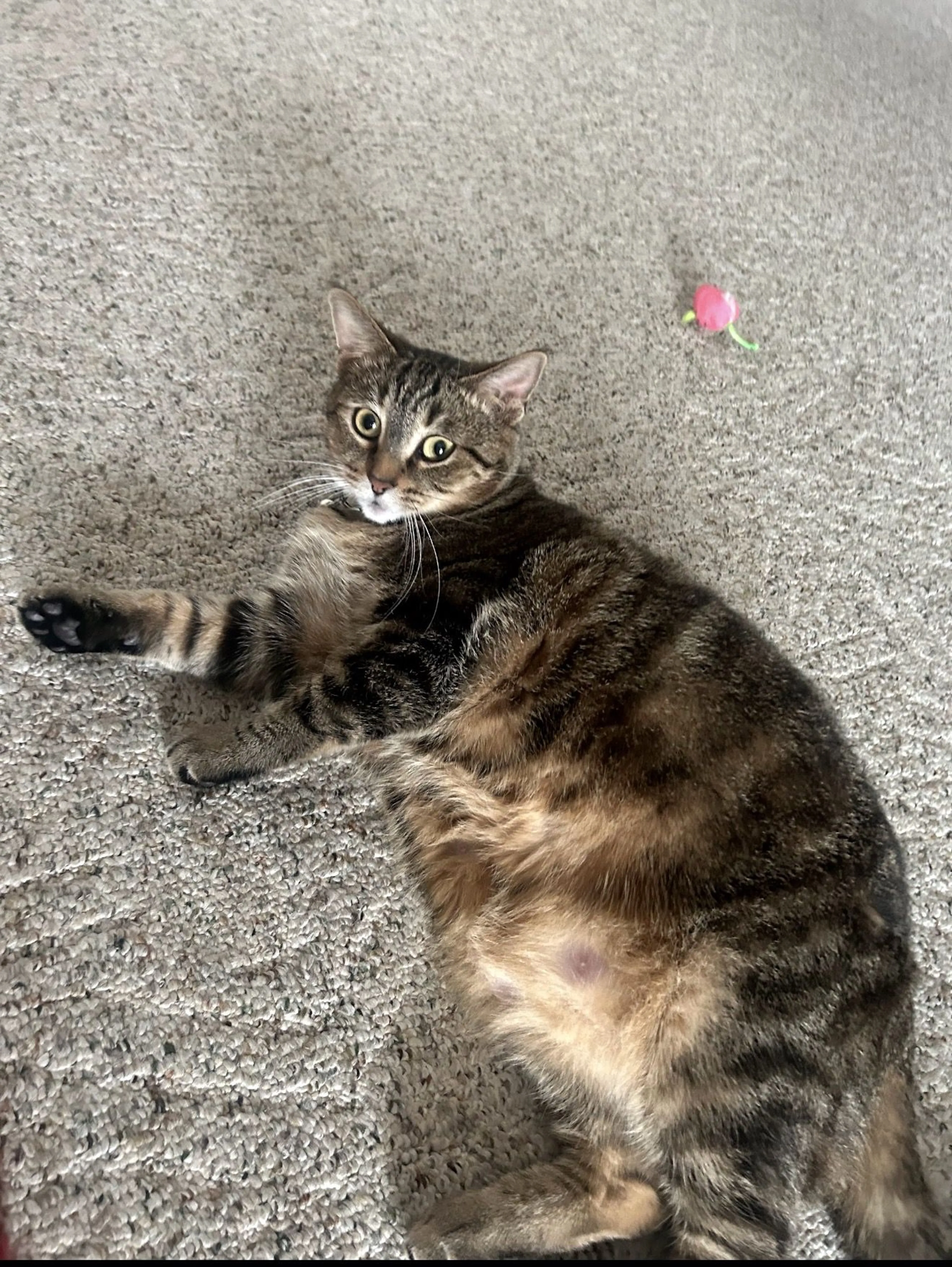 cdn image