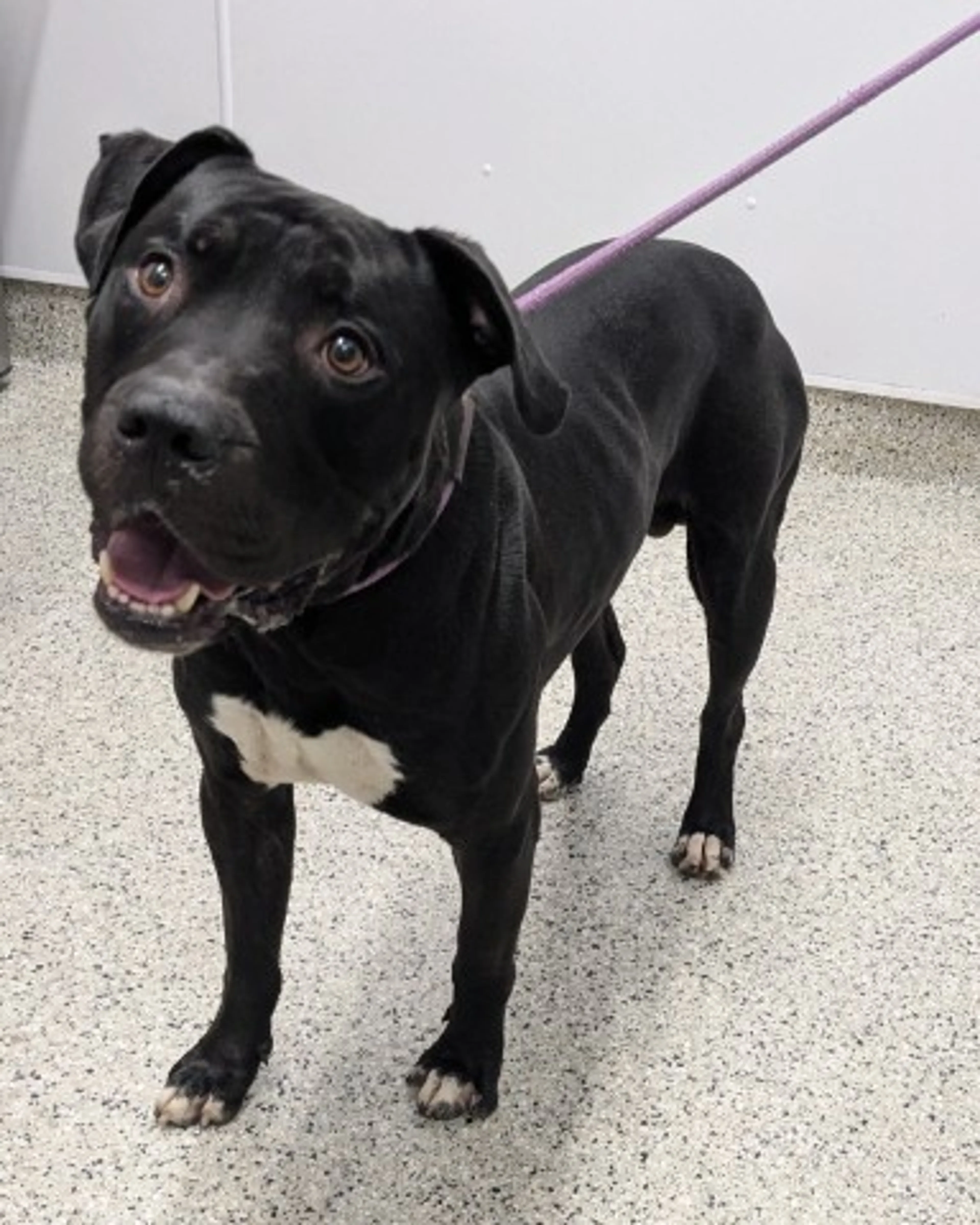 cdn image