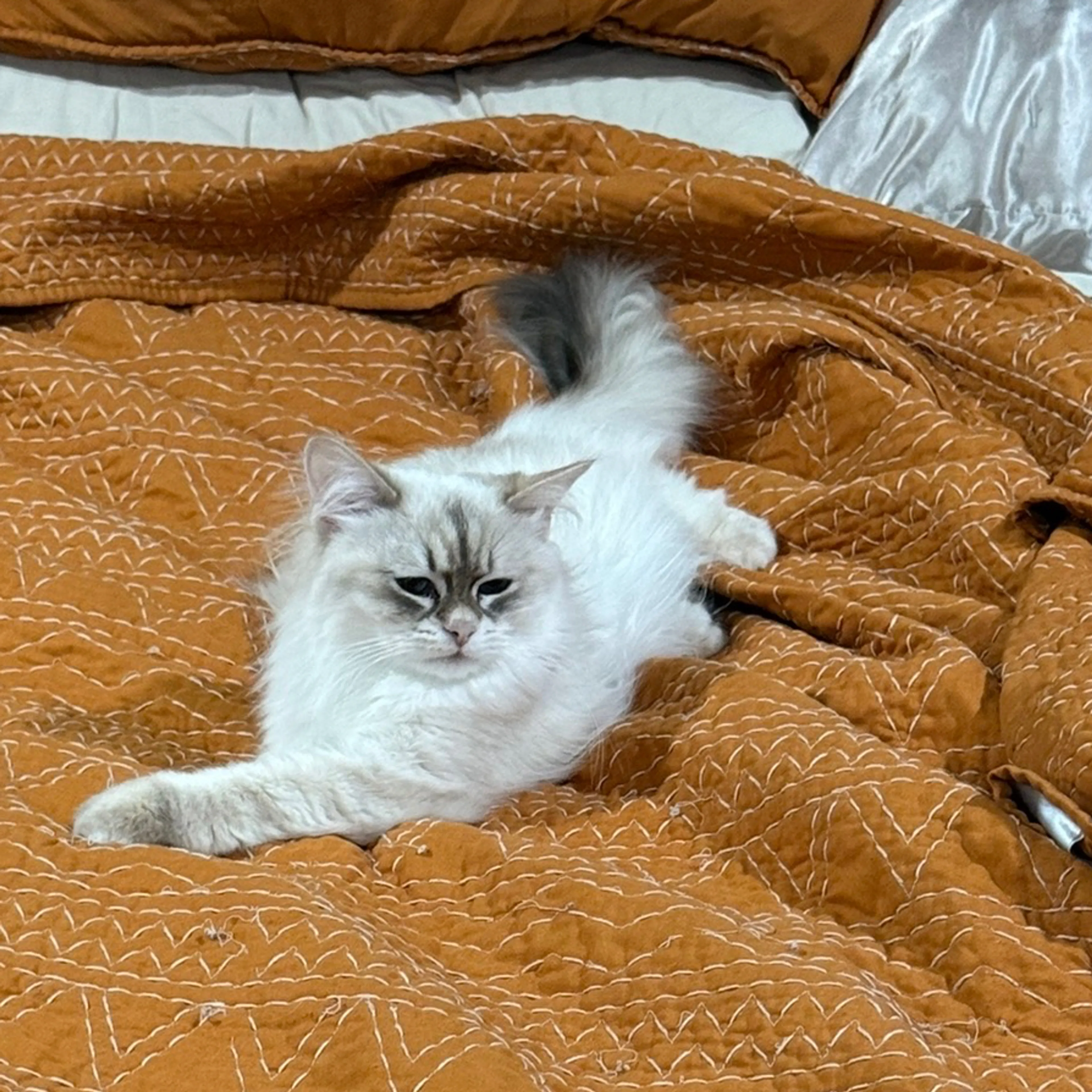 cdn image