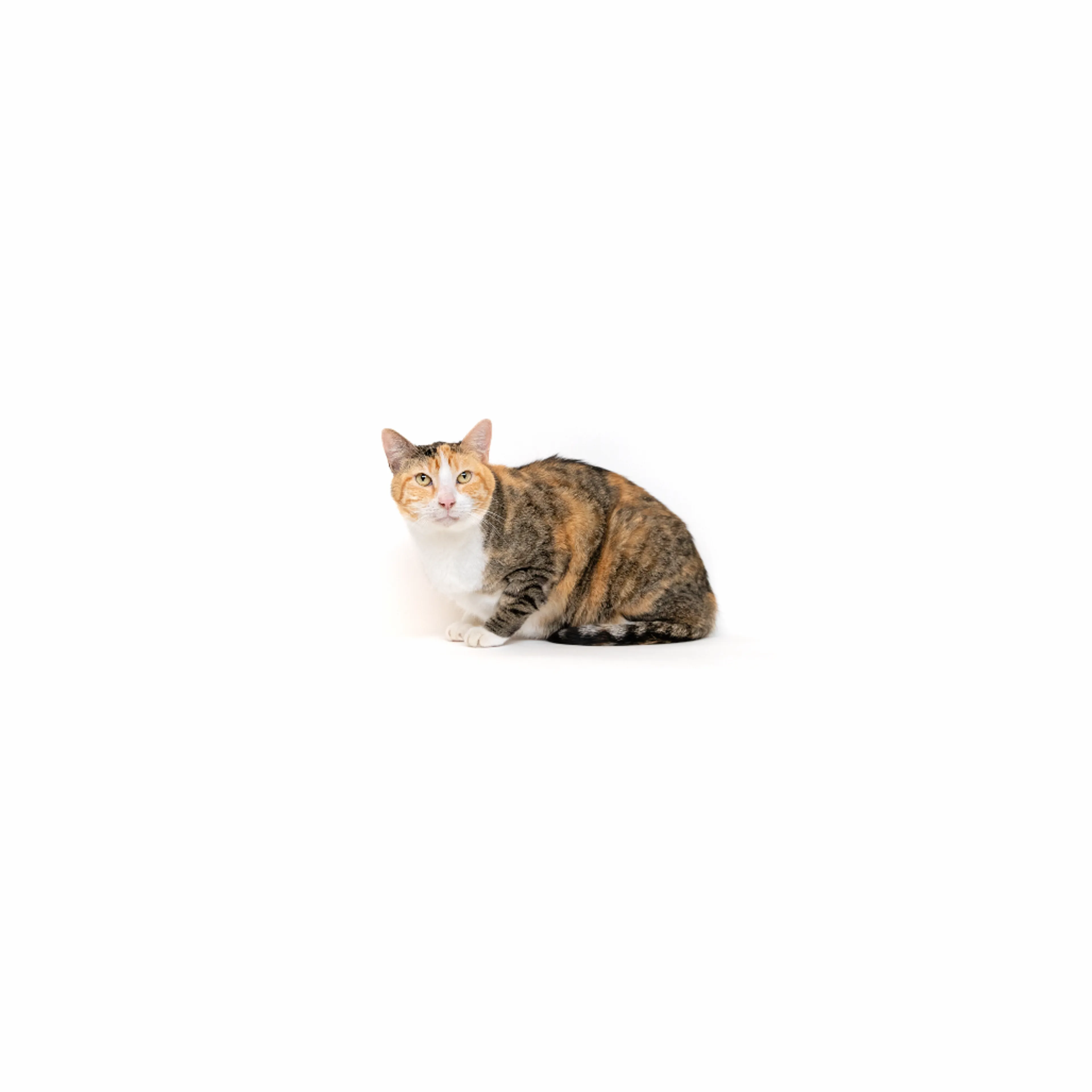 cdn image
