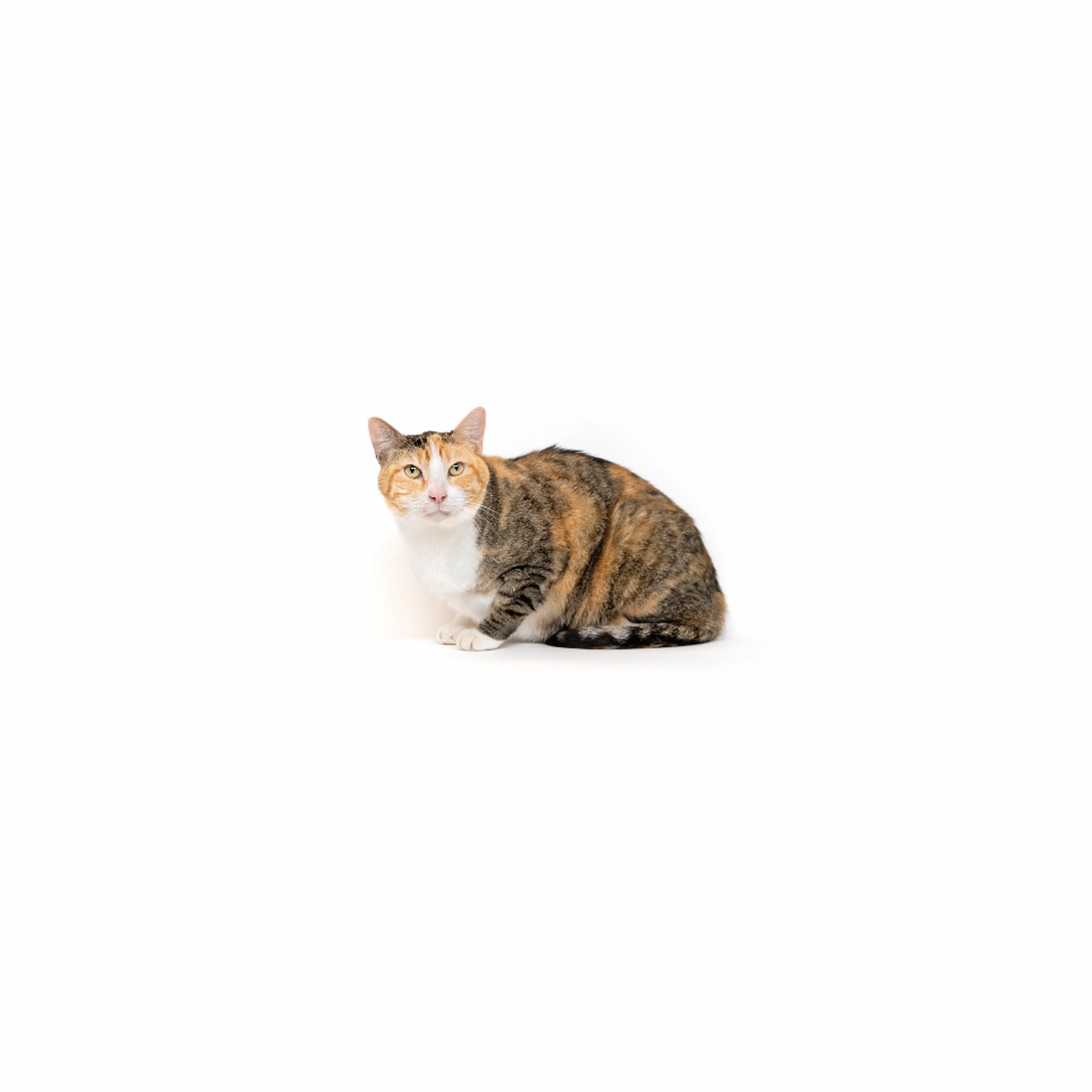 cdn image