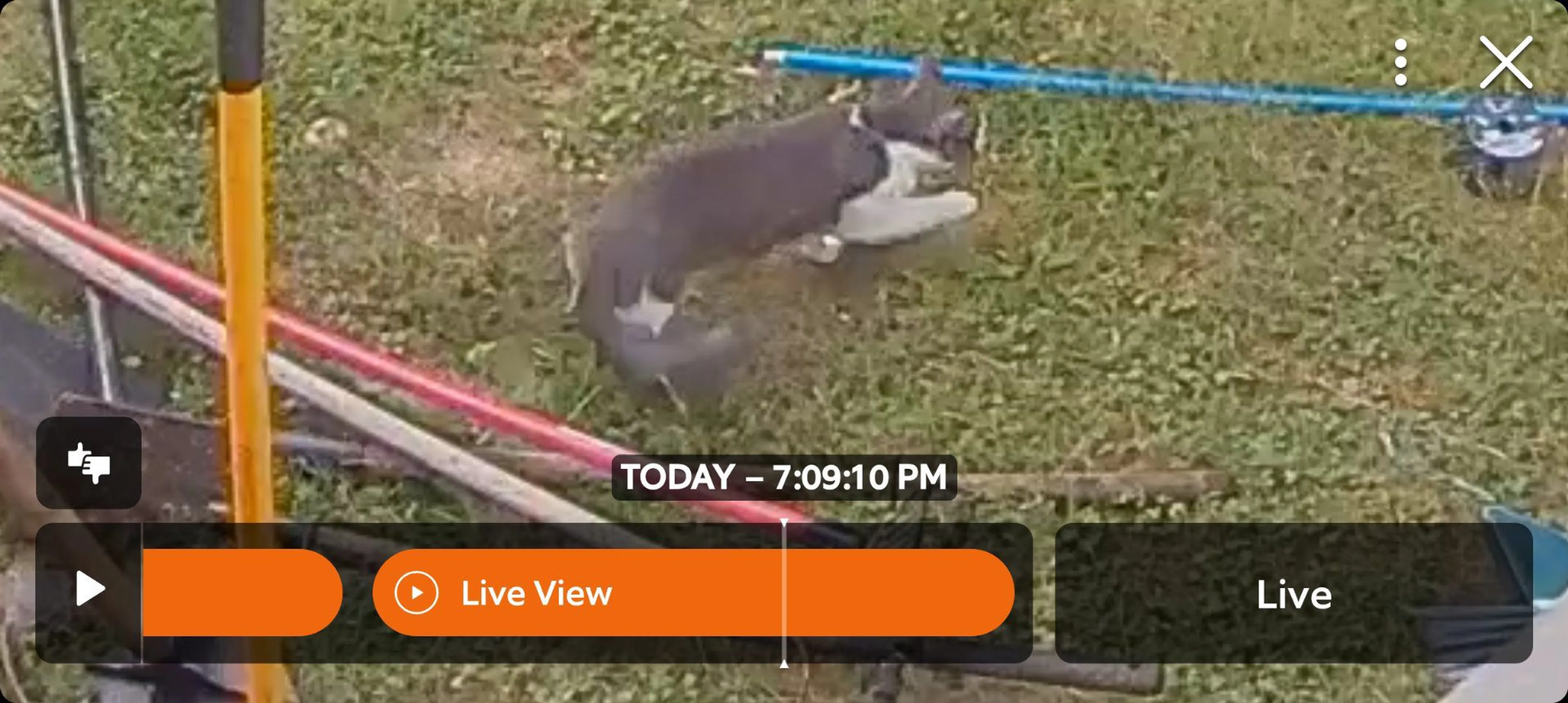cdn image