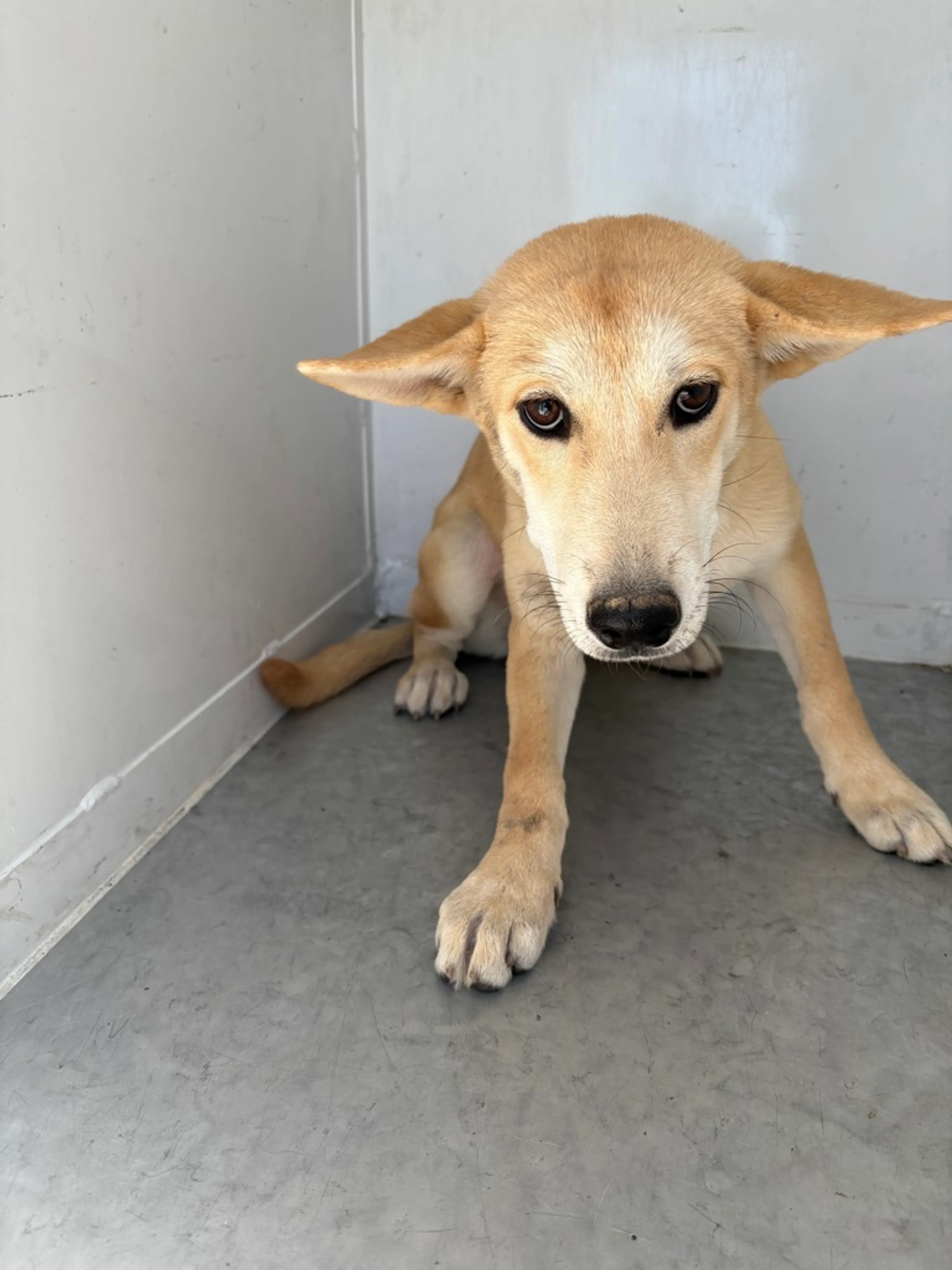 cdn image