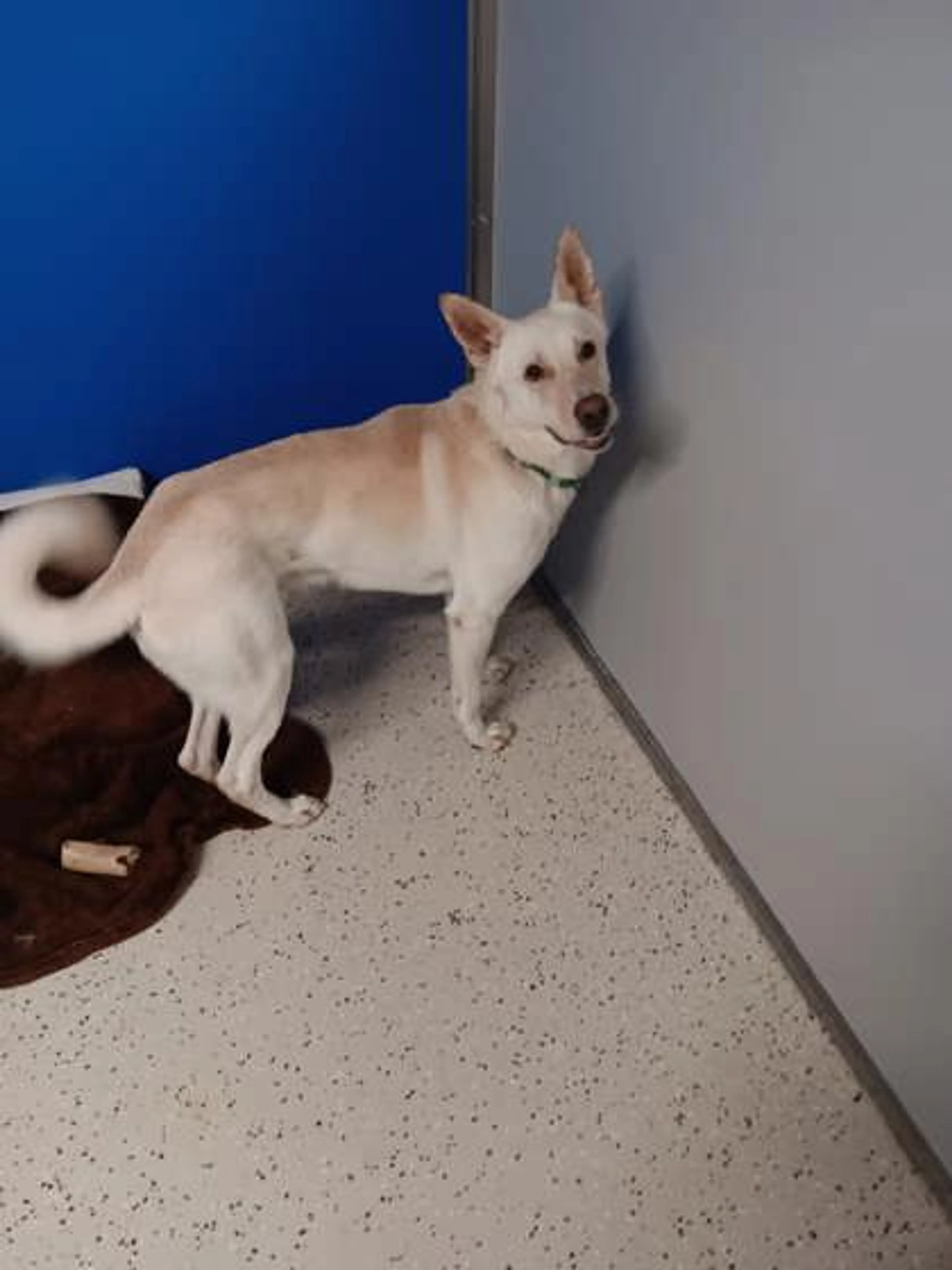 cdn image