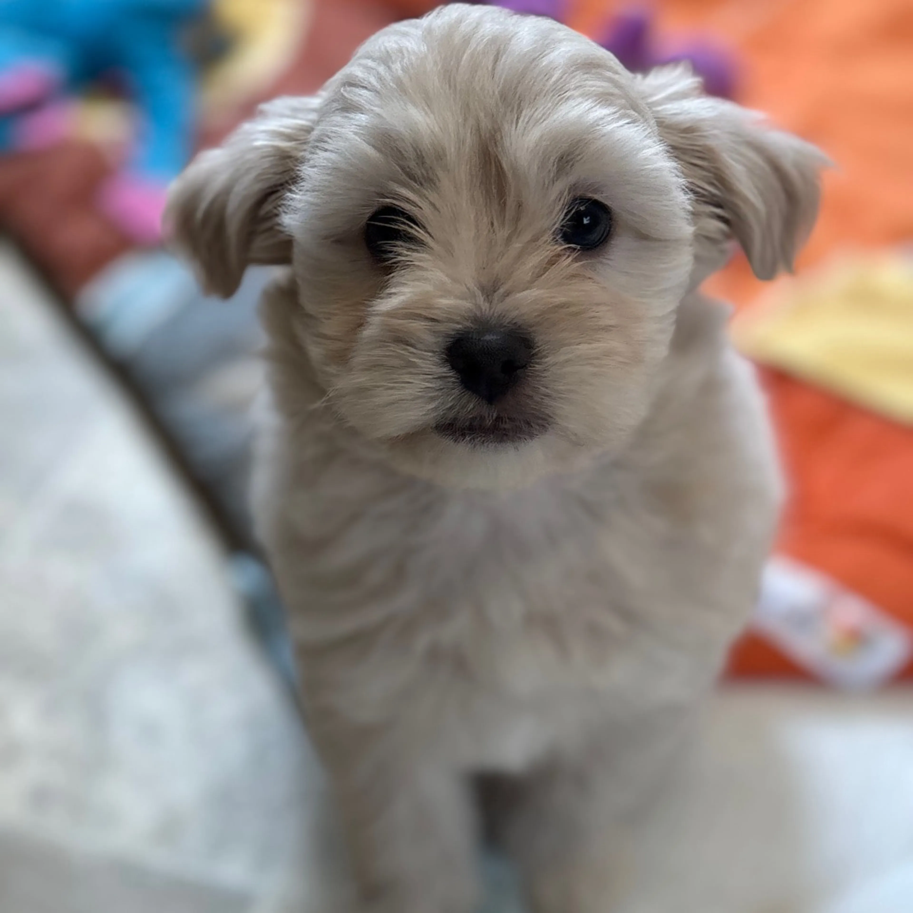 cdn image