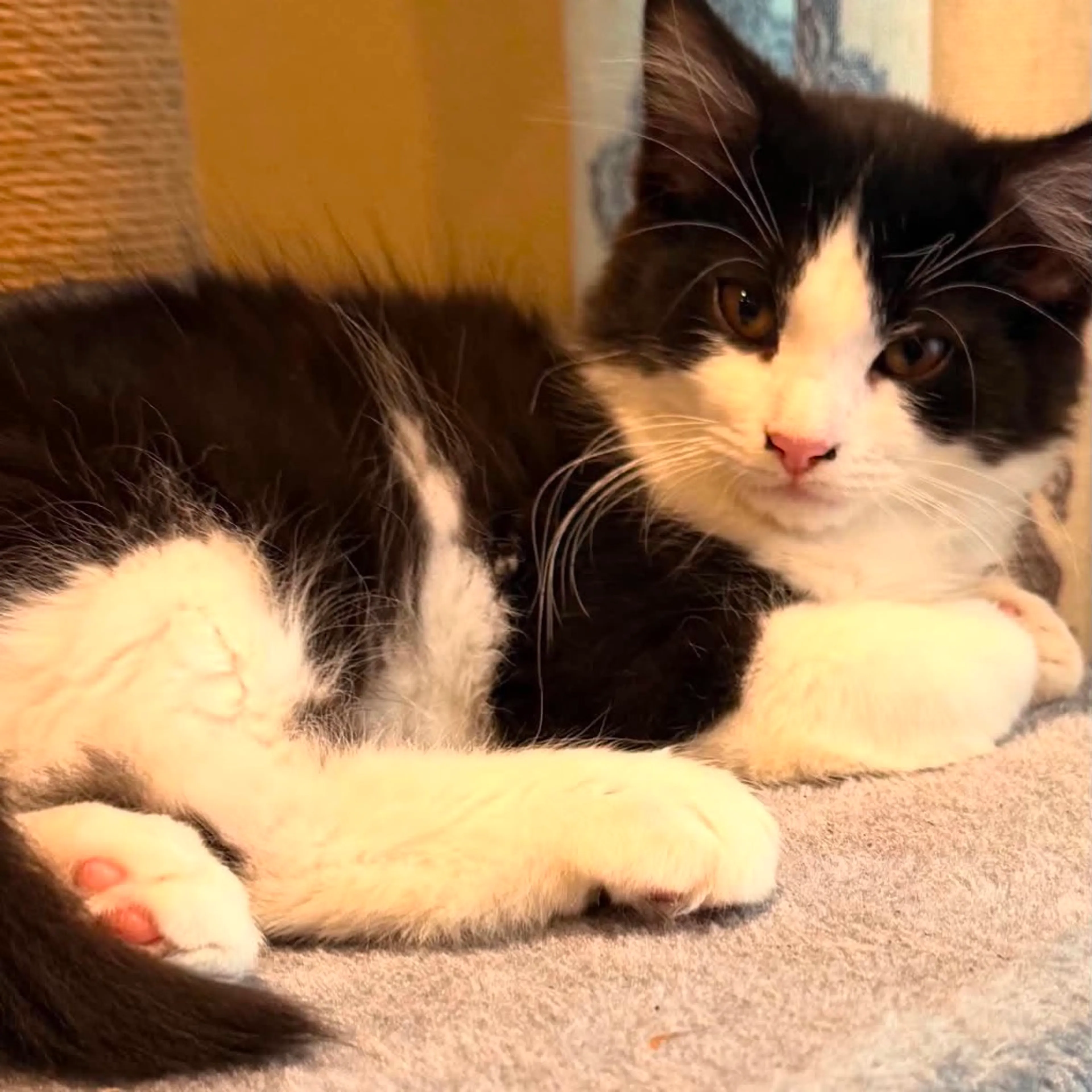 cdn image